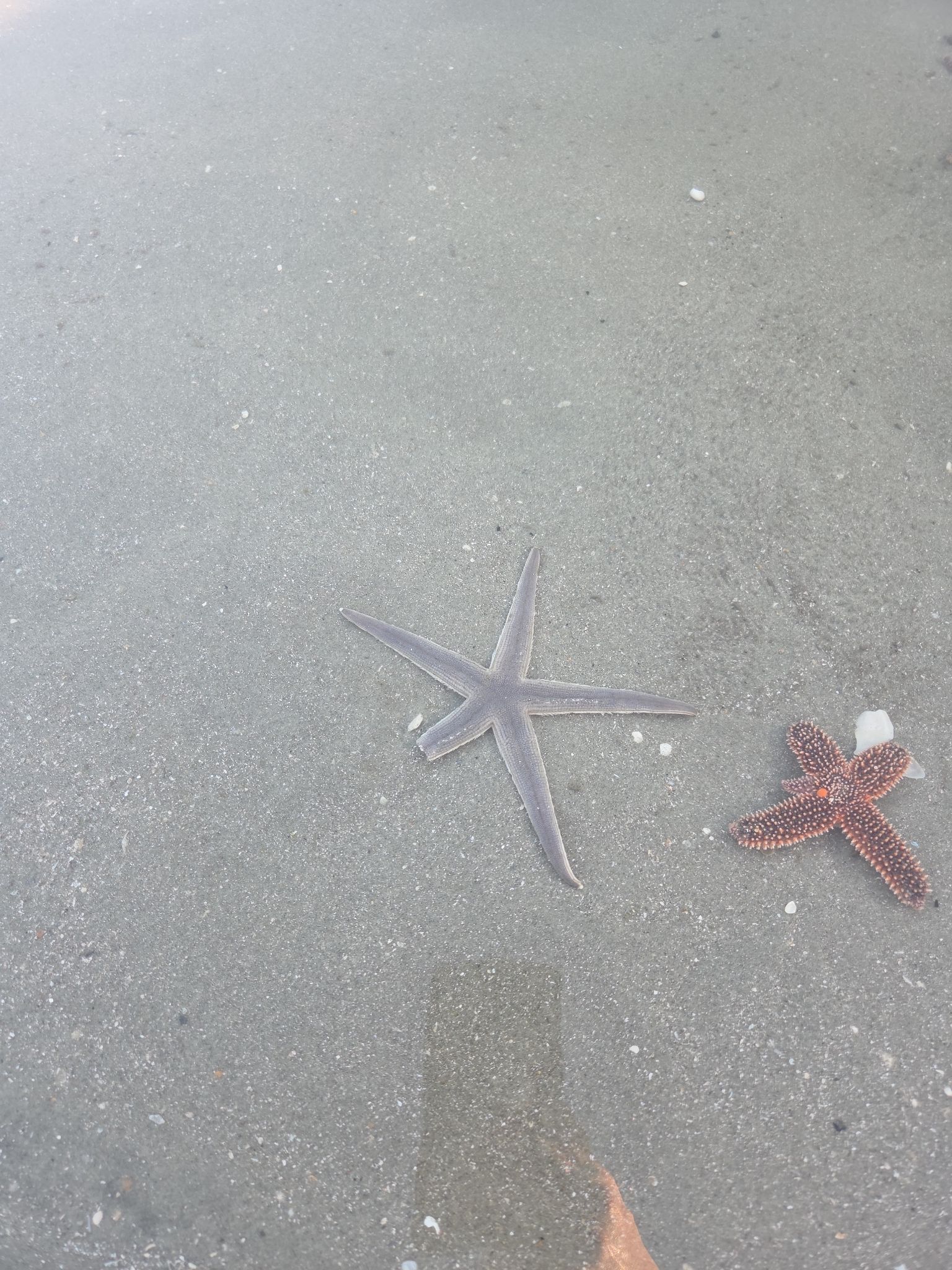 gbif image for Luidia clathrata