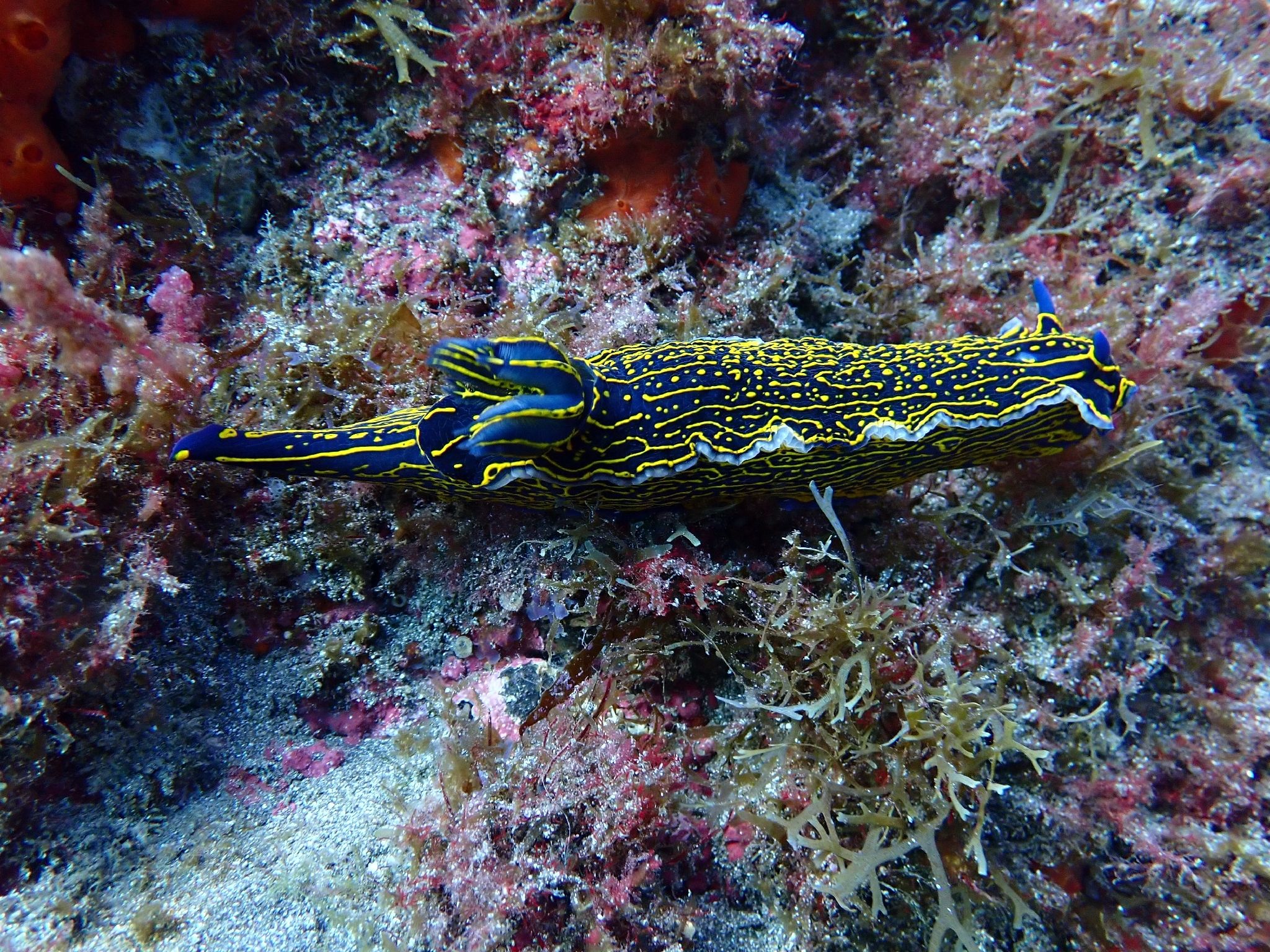 gbif image for Hypselodoris edenticulata