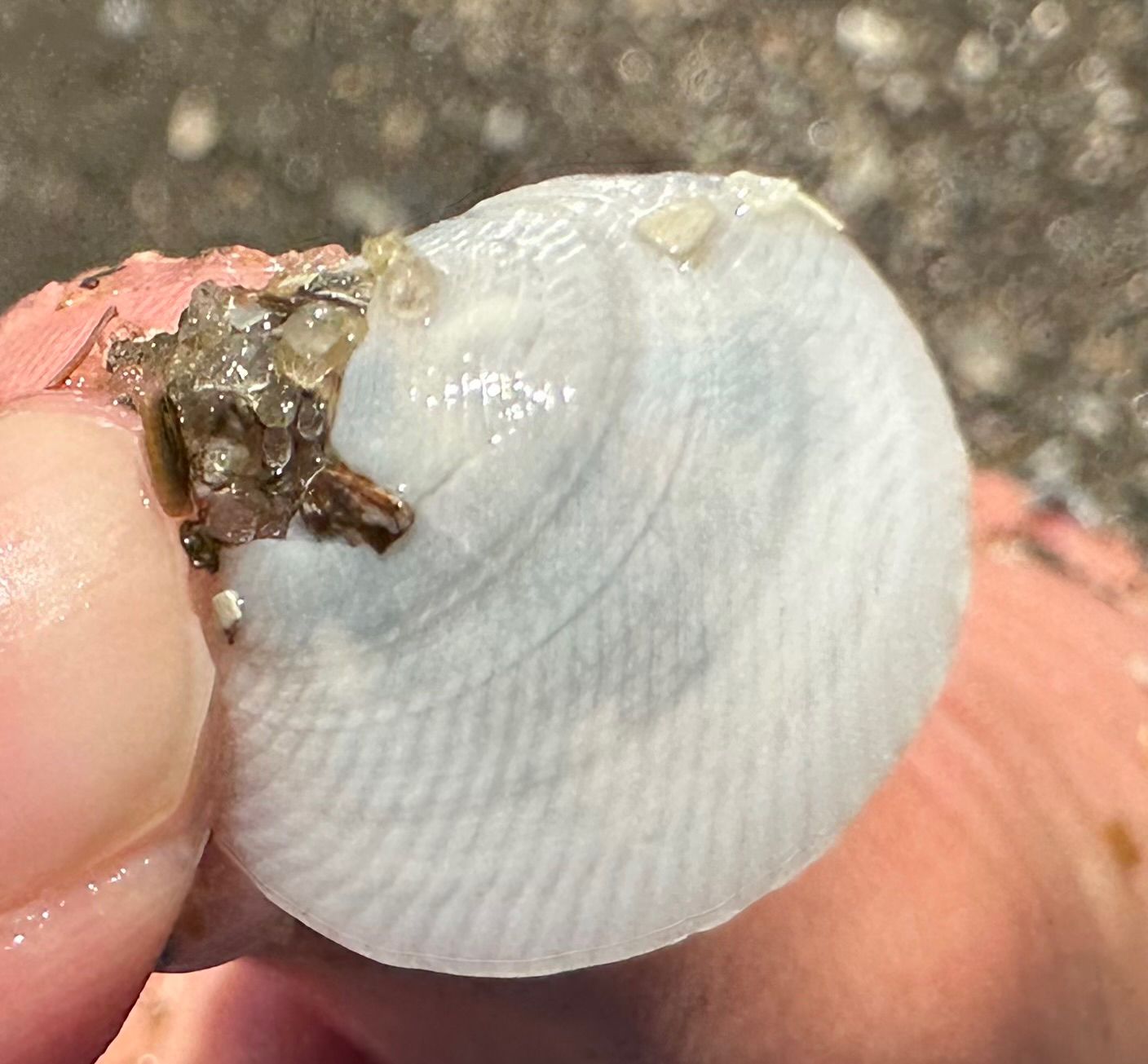 gbif image for Divaricella quadrisulcata