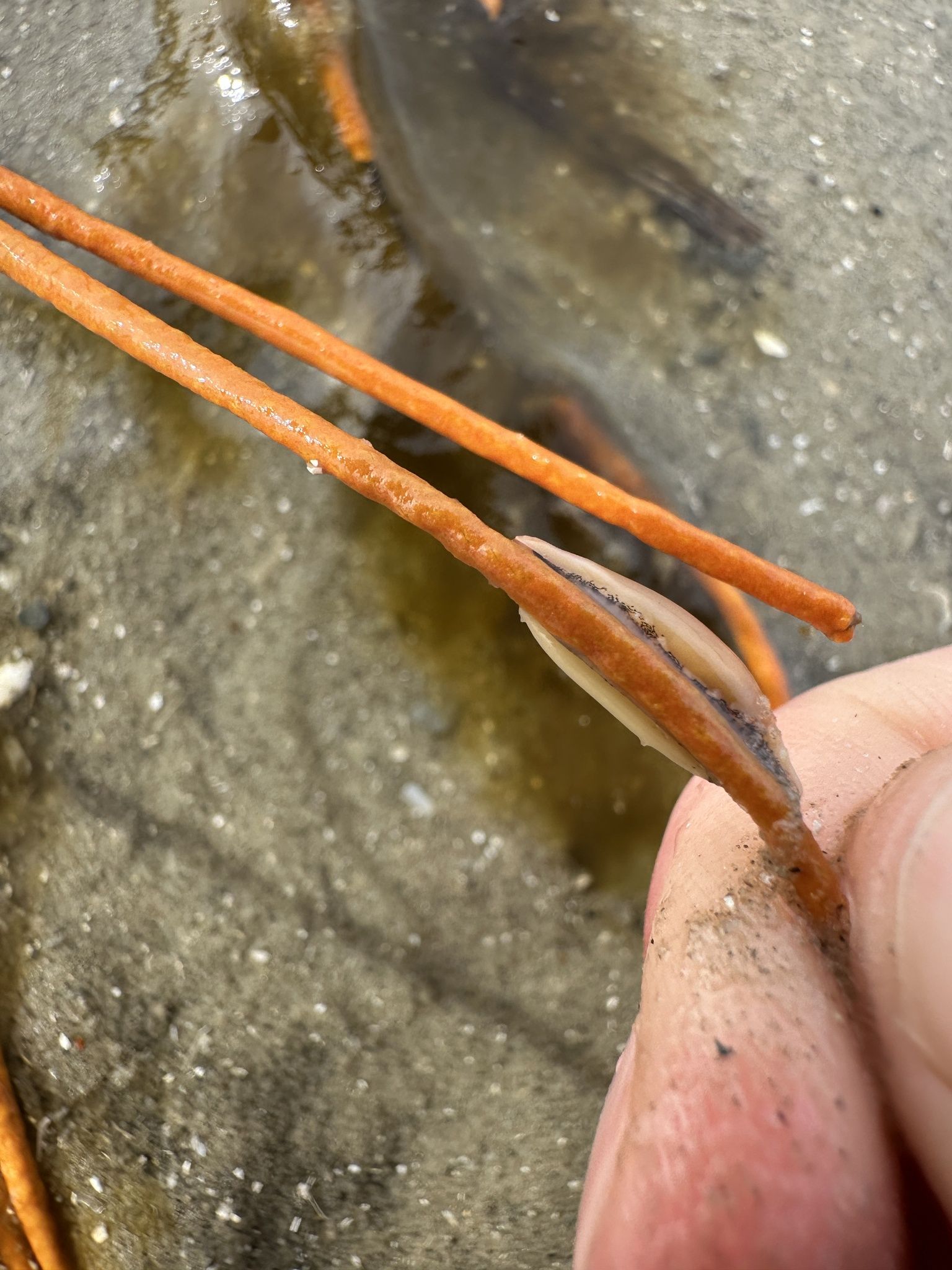 gbif image for Simnia uniplicata