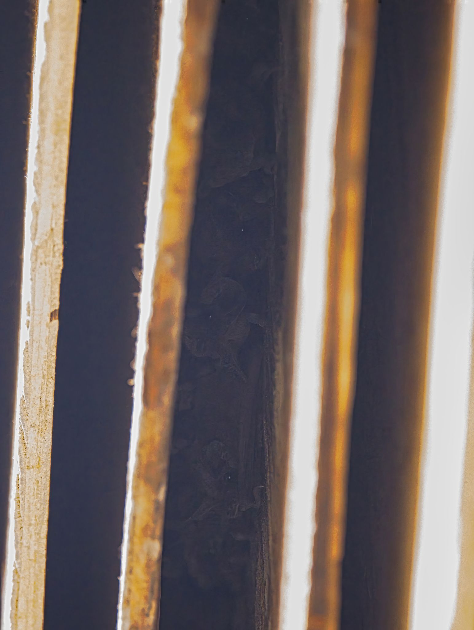 gbif image for Tadarida brasiliensis