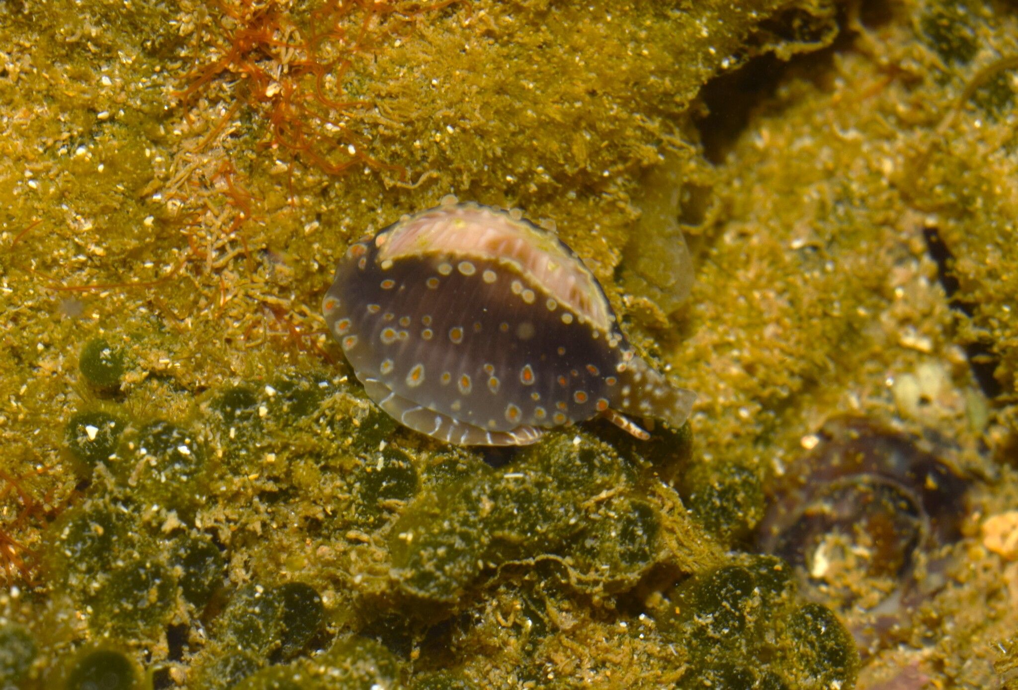 gbif image for Trivia pediculus