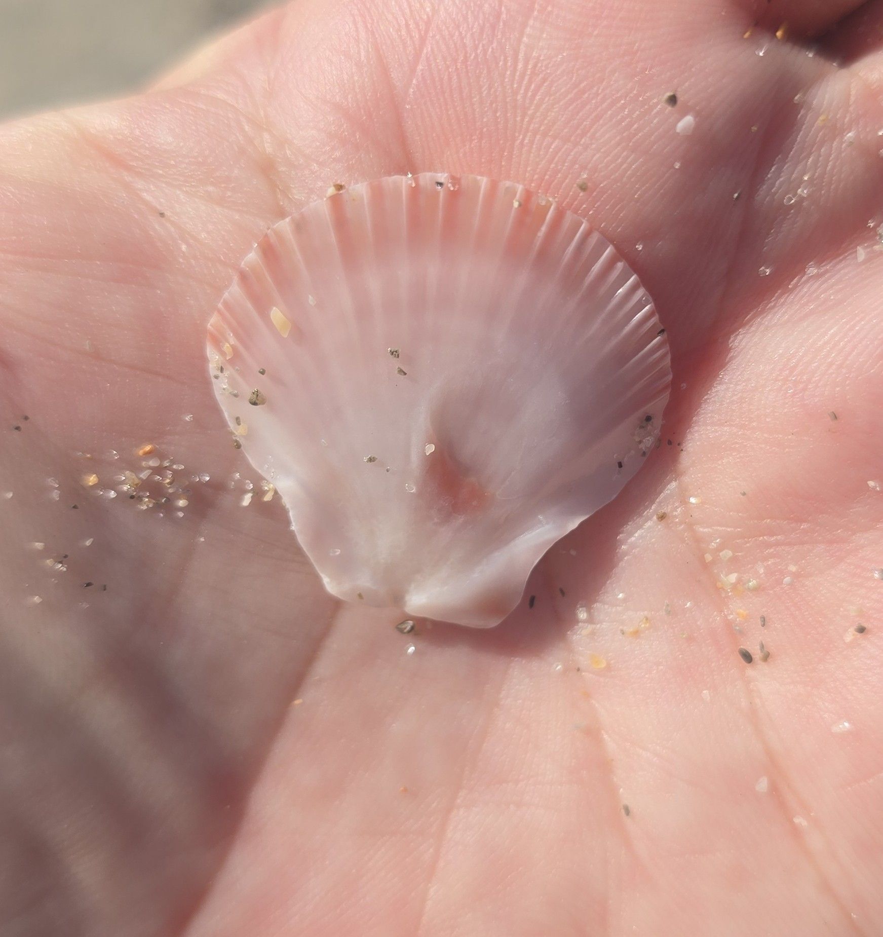 gbif image for Pecten raveneli