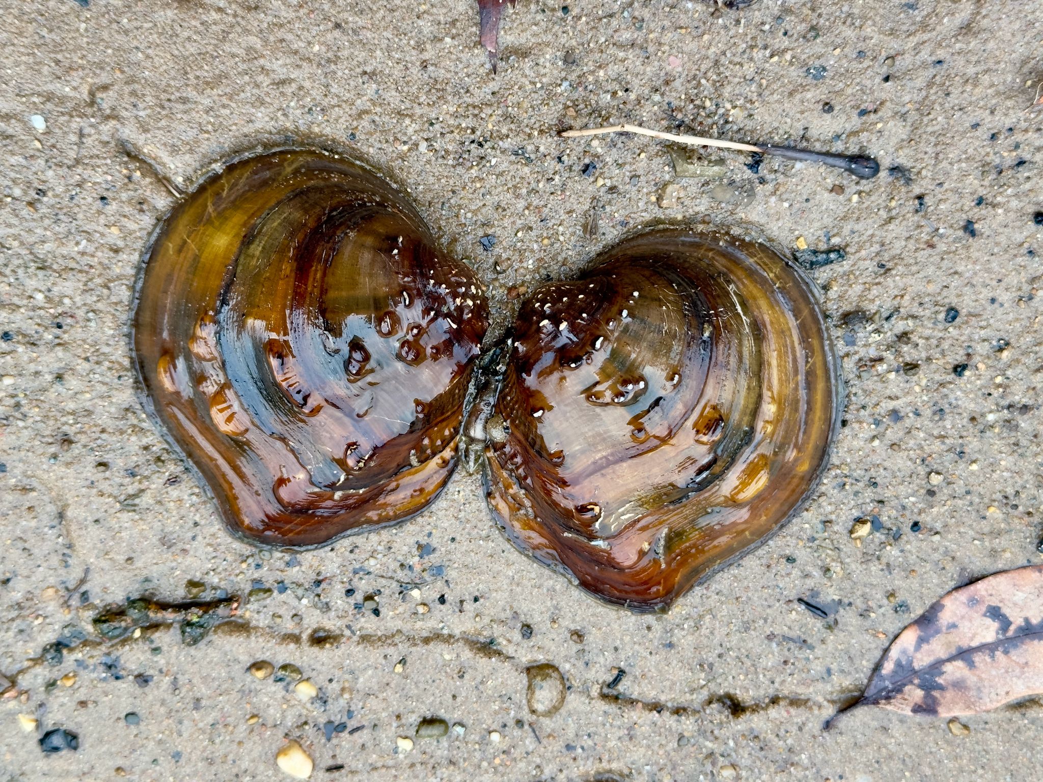 gbif image for Quadrula apiculata