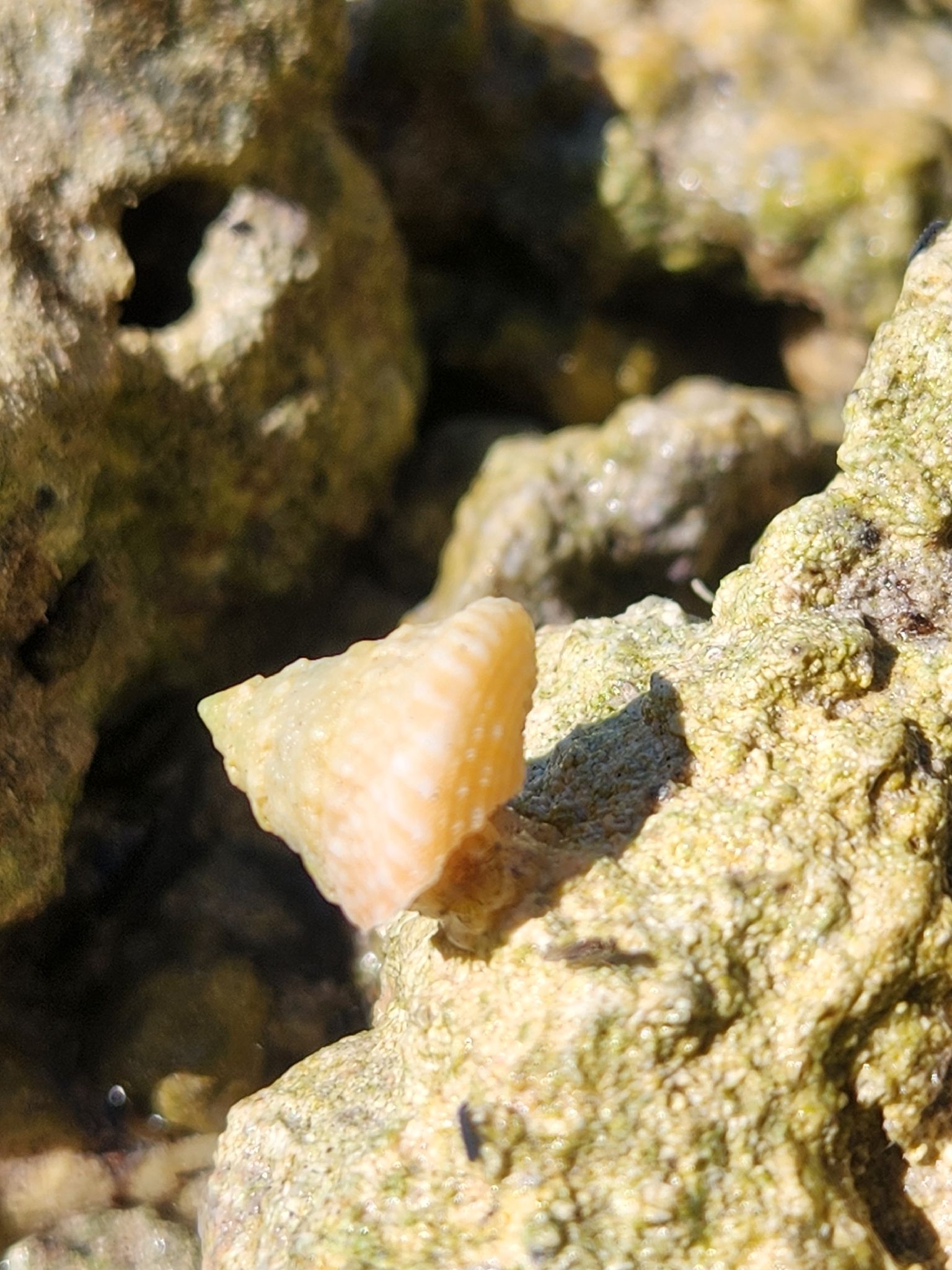 gbif image for Astraea americana