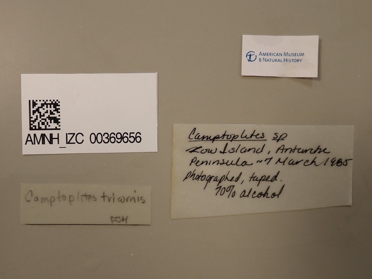 gbif image for Camptoplites tricornis