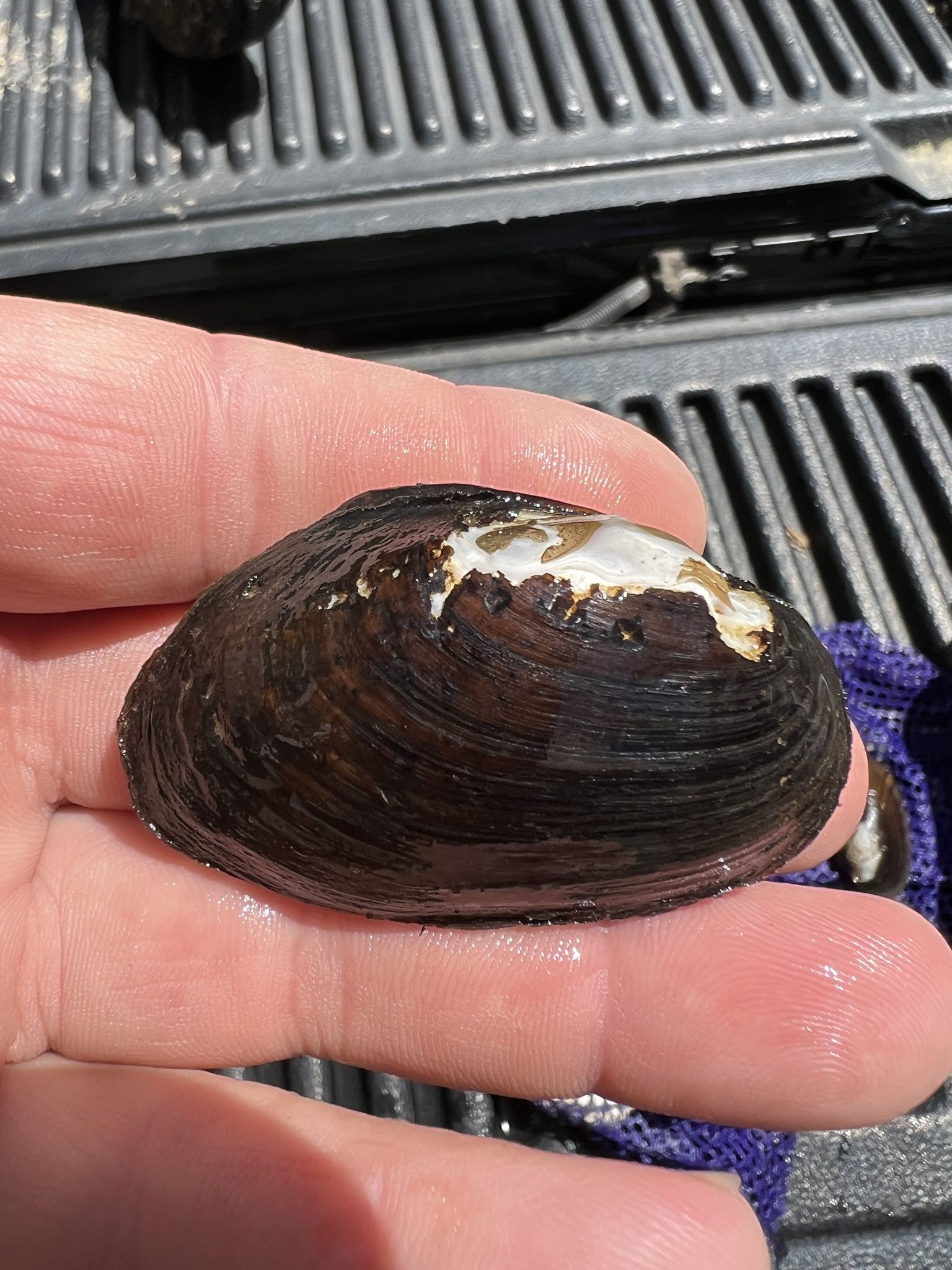 gbif image for Lampsilis perovalis