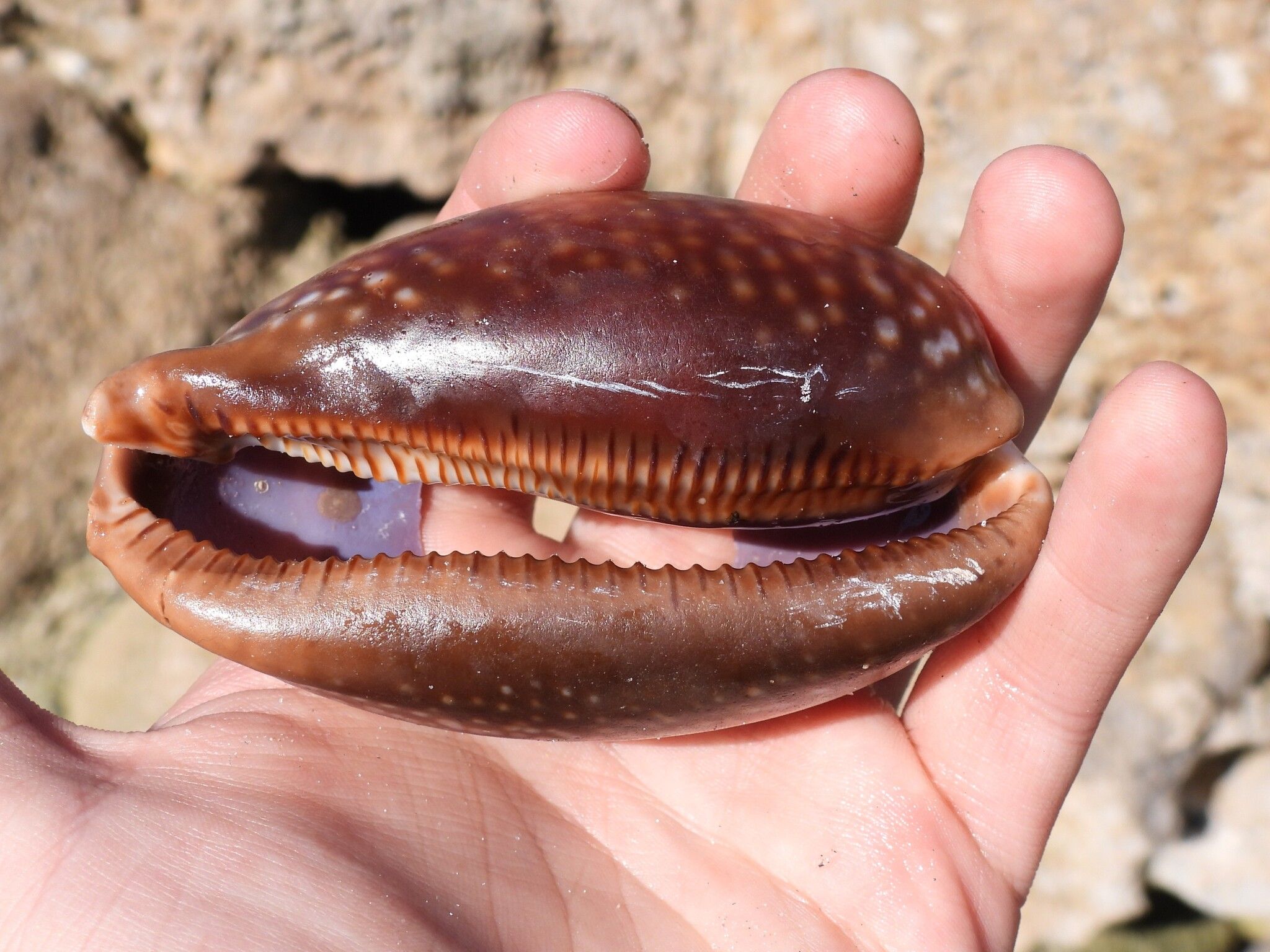 gbif image for Cypraea cervus