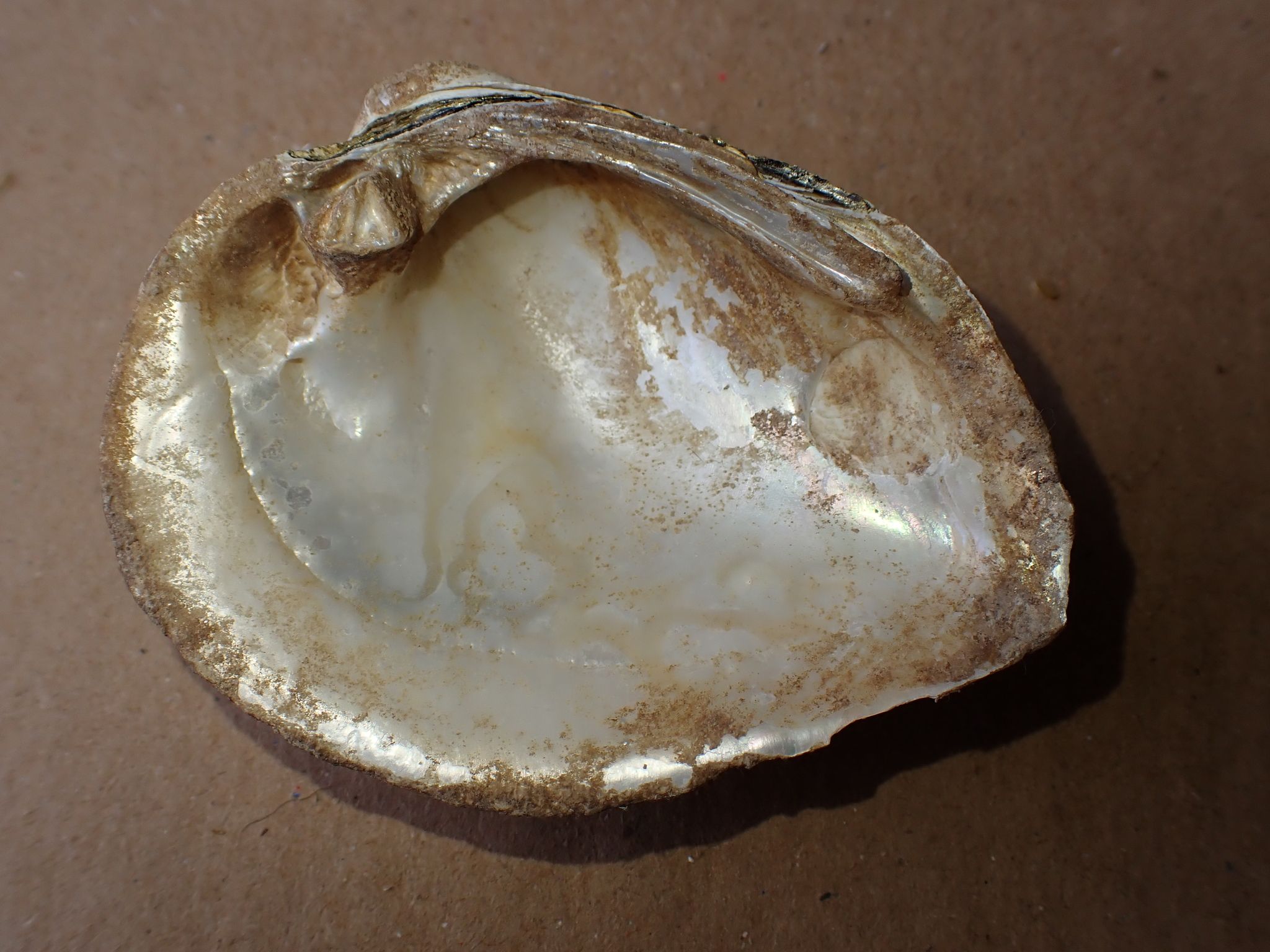 gbif image for Fusconaia flava