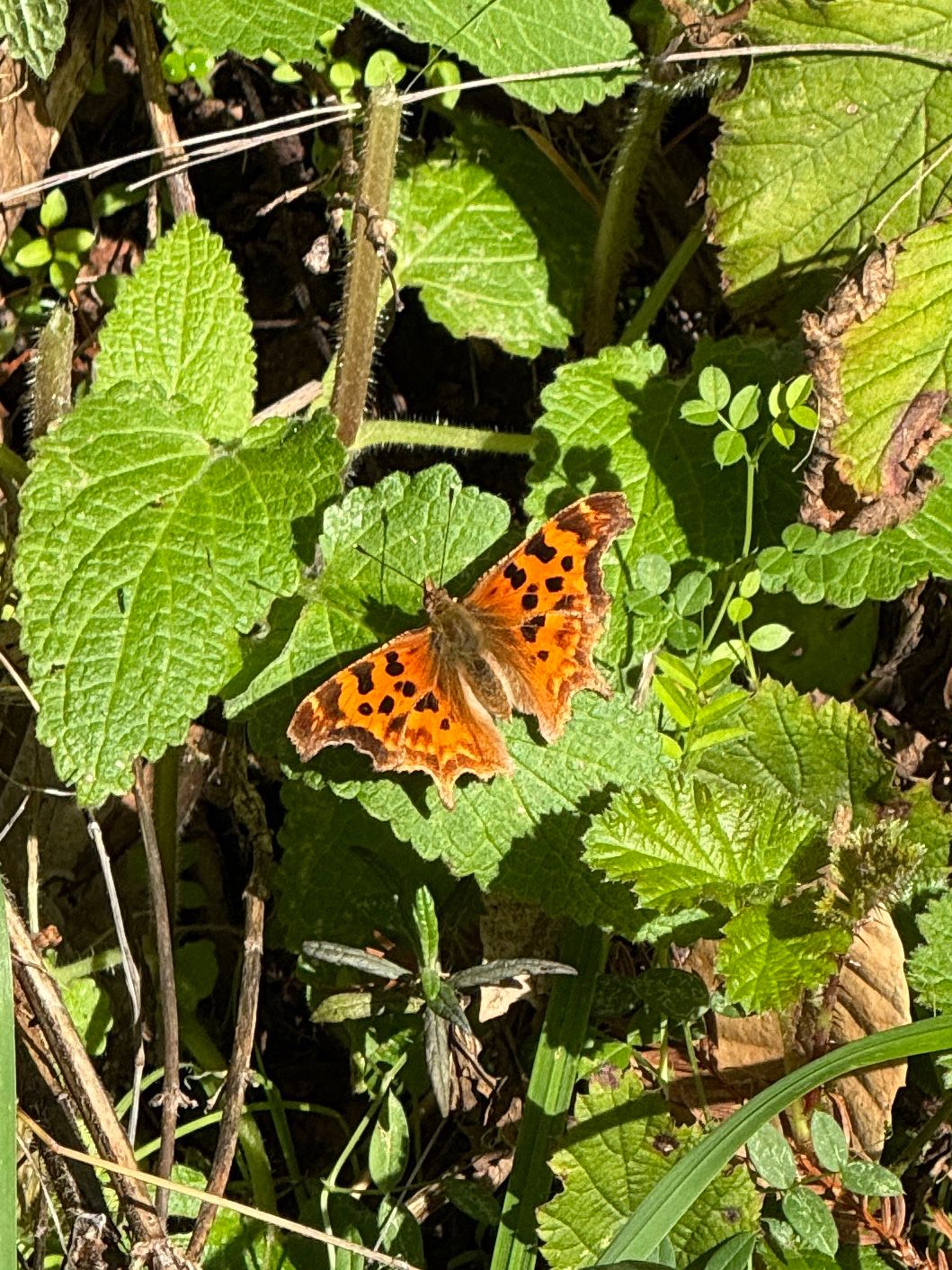 gbif image for Polygonia satyrus