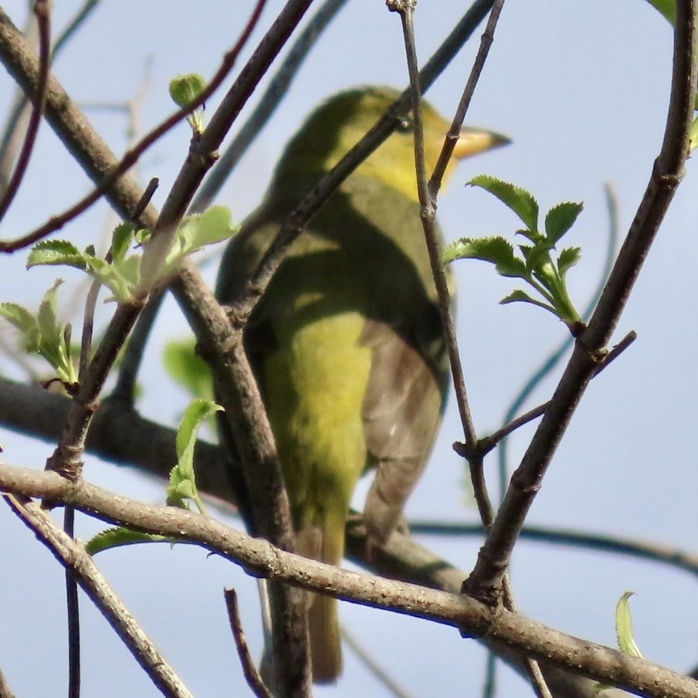 gbif image for Piranga olivacea