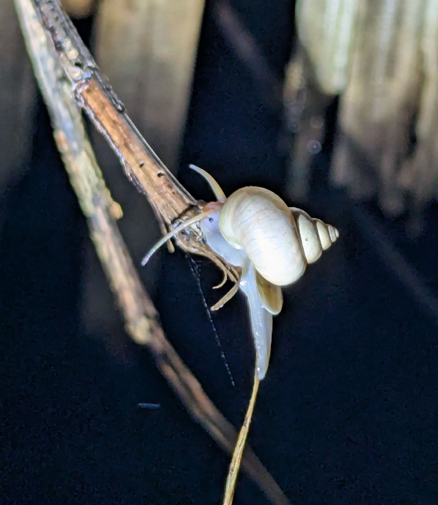 gbif image for Leptopoma vitreum