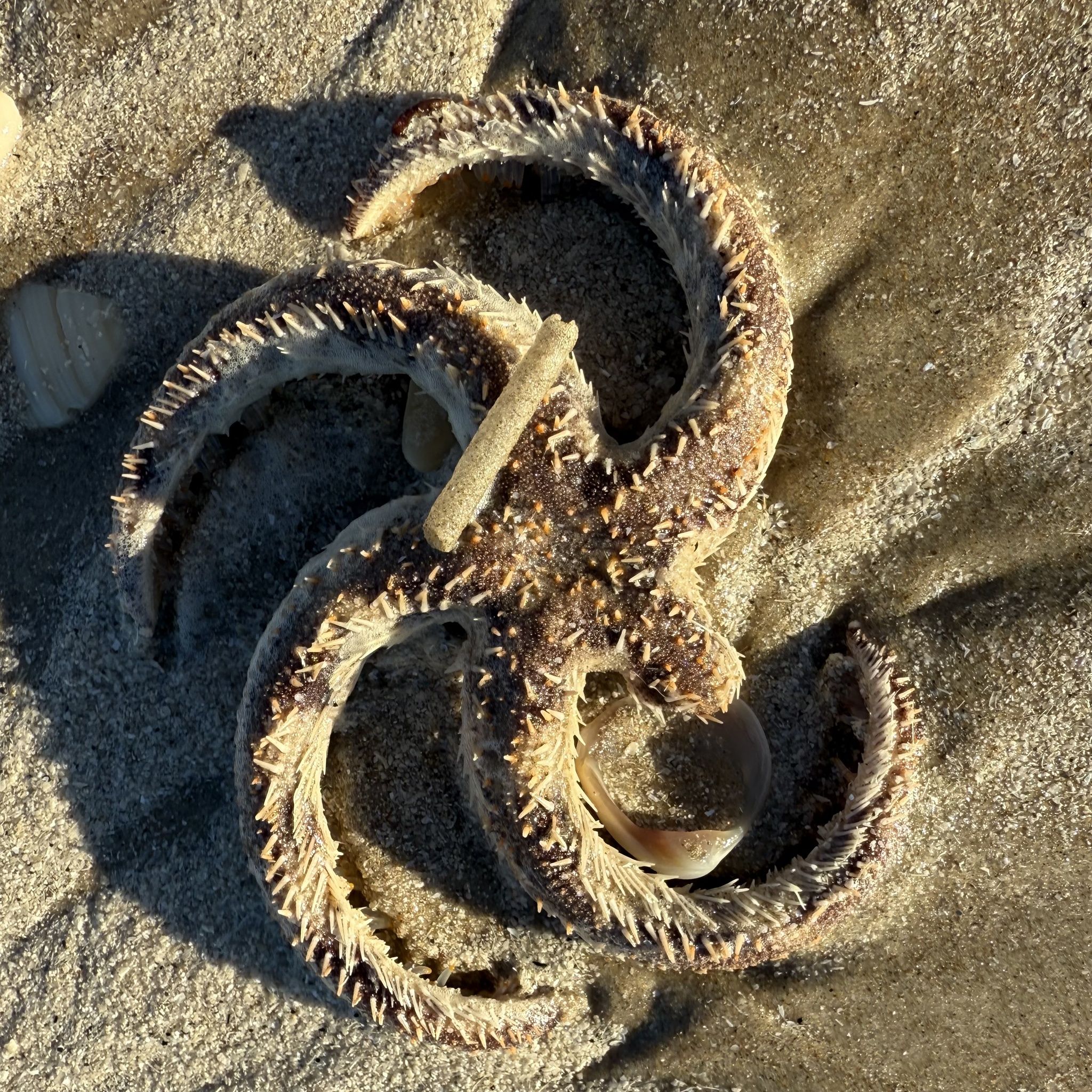 gbif image for Luidia alternata