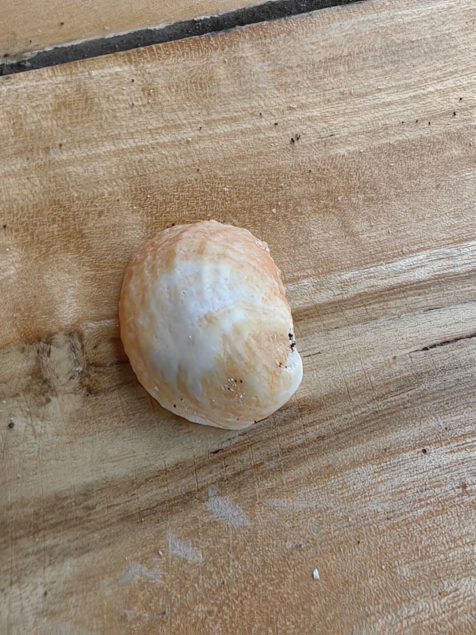 gbif image for Crepidula aculeata