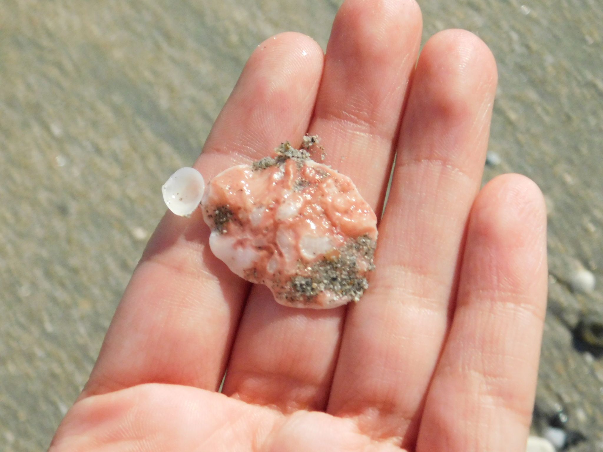 gbif image for Lopha frons