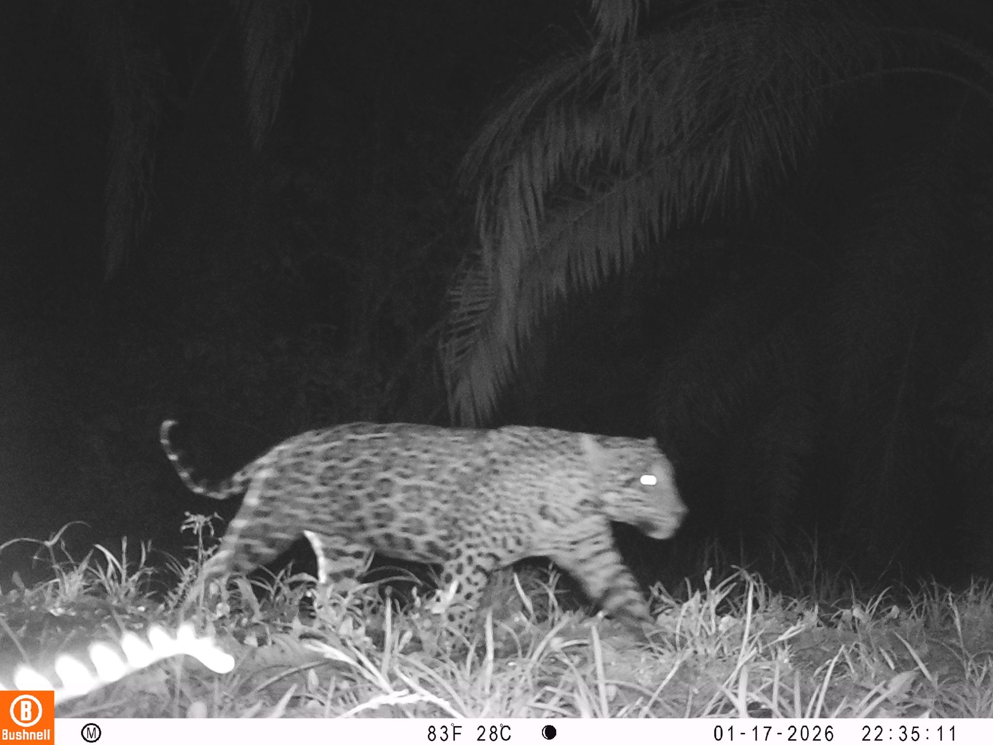 gbif image for Felis onca