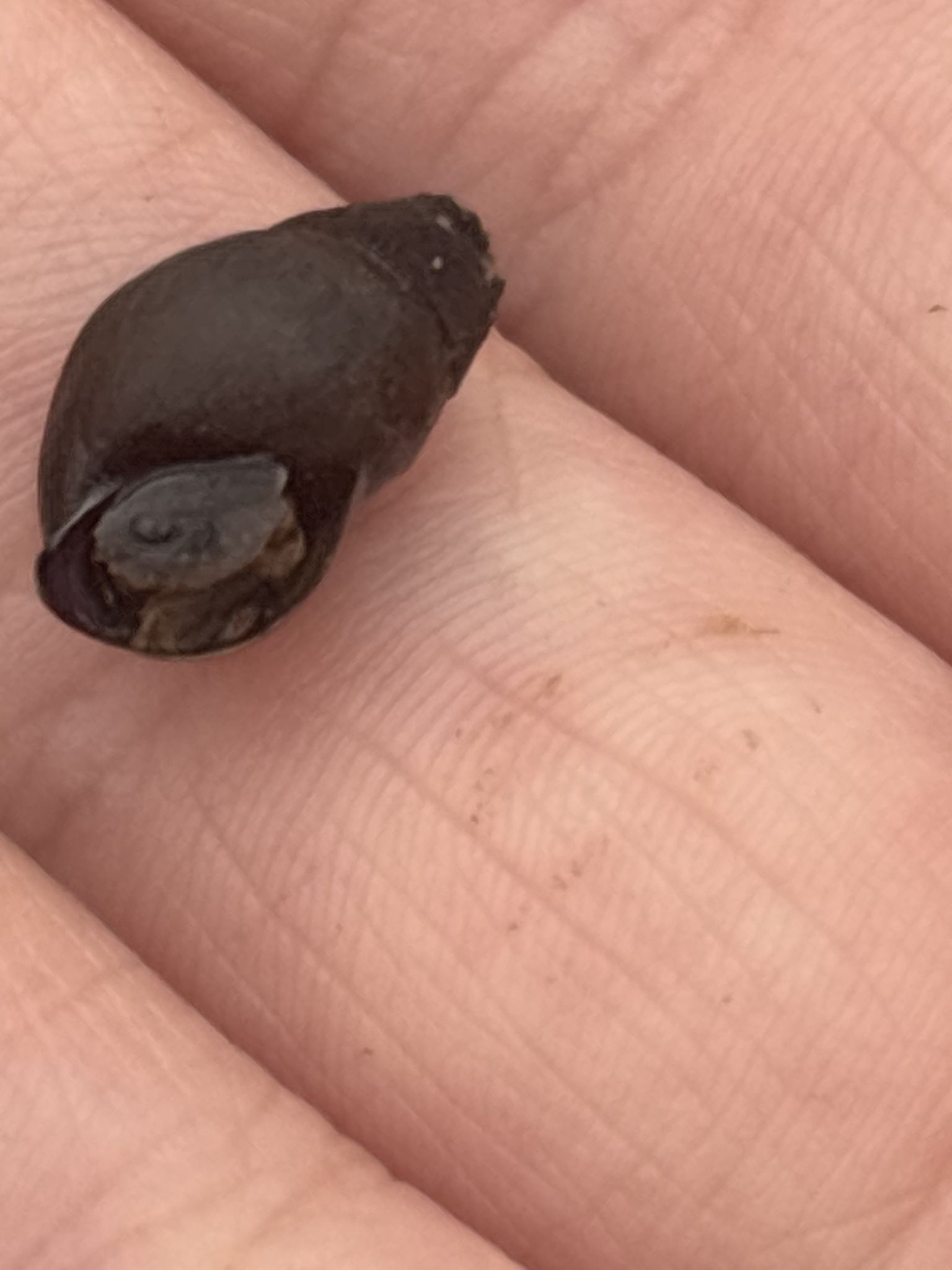 gbif image for Elimia gerhardti