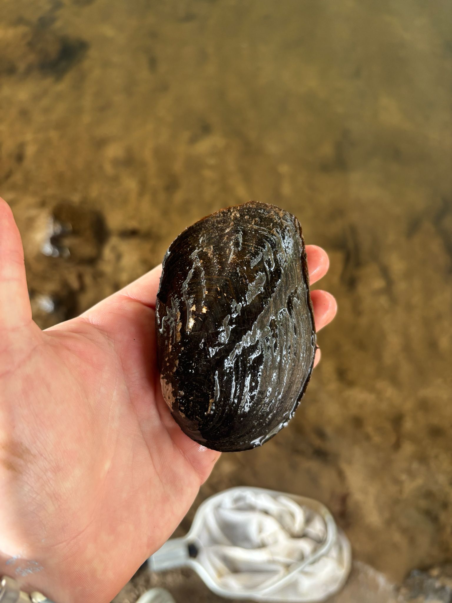 gbif image for Plectomerus dombeyanus