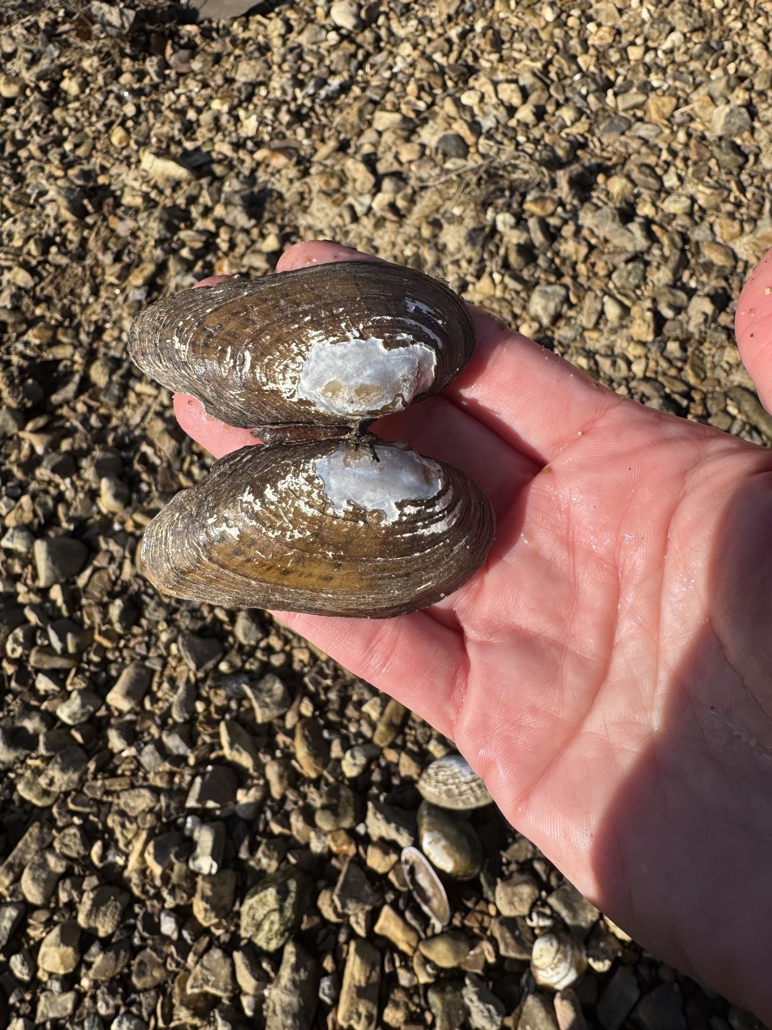 gbif image for Ptychobranchus fasciolaris