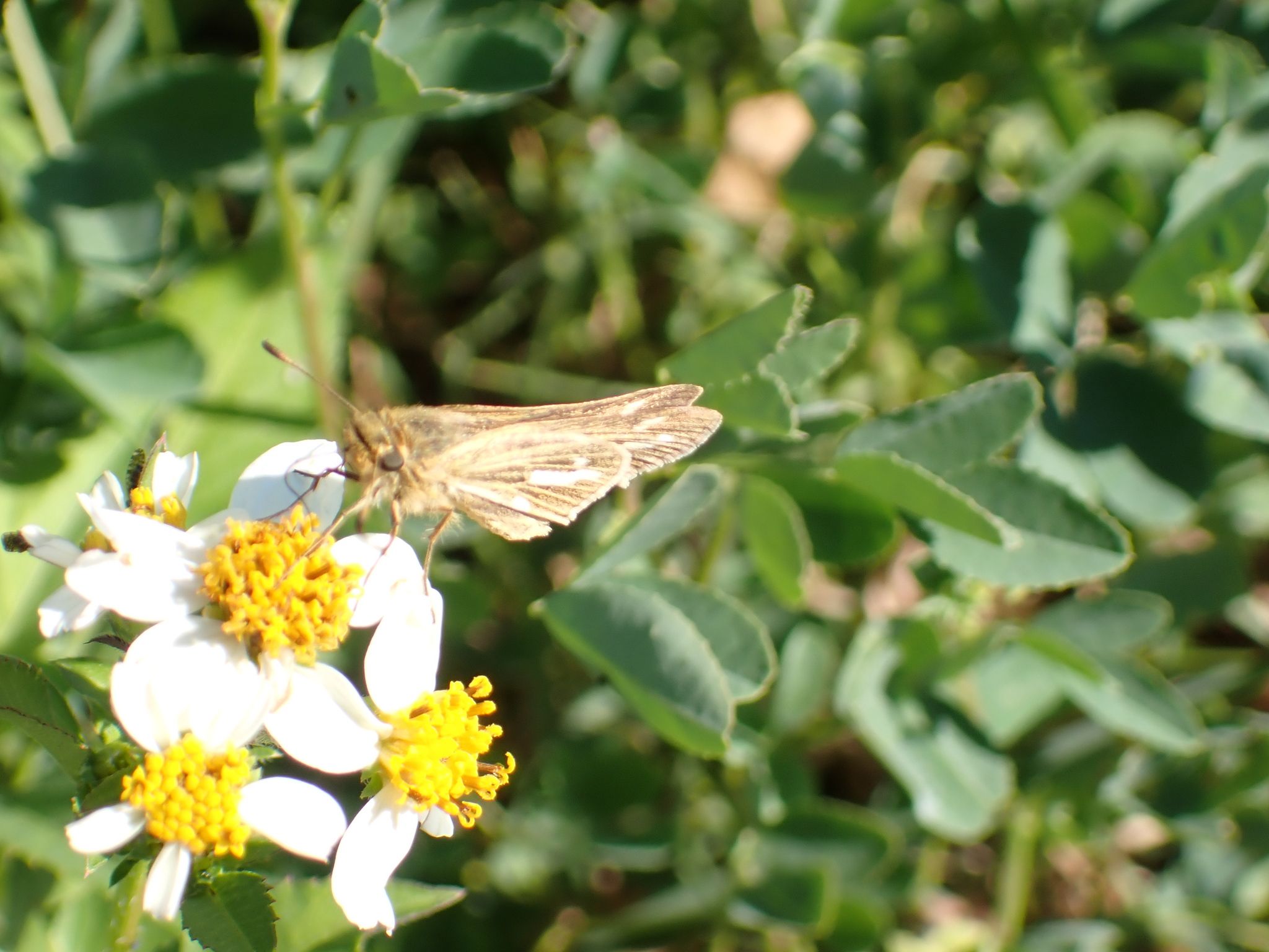 gbif image for Panoquina panoquin