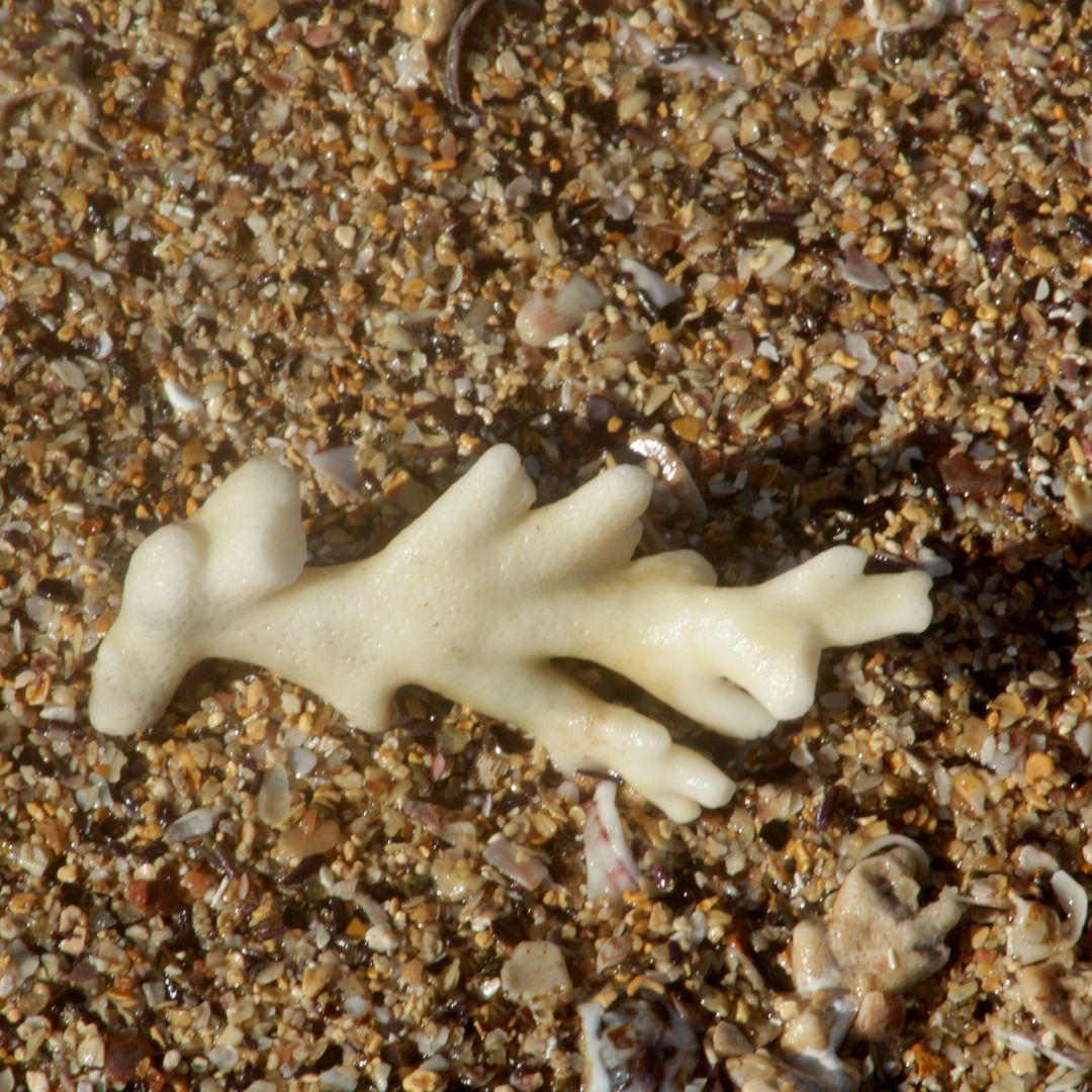 gbif image for Millepora alcicornis