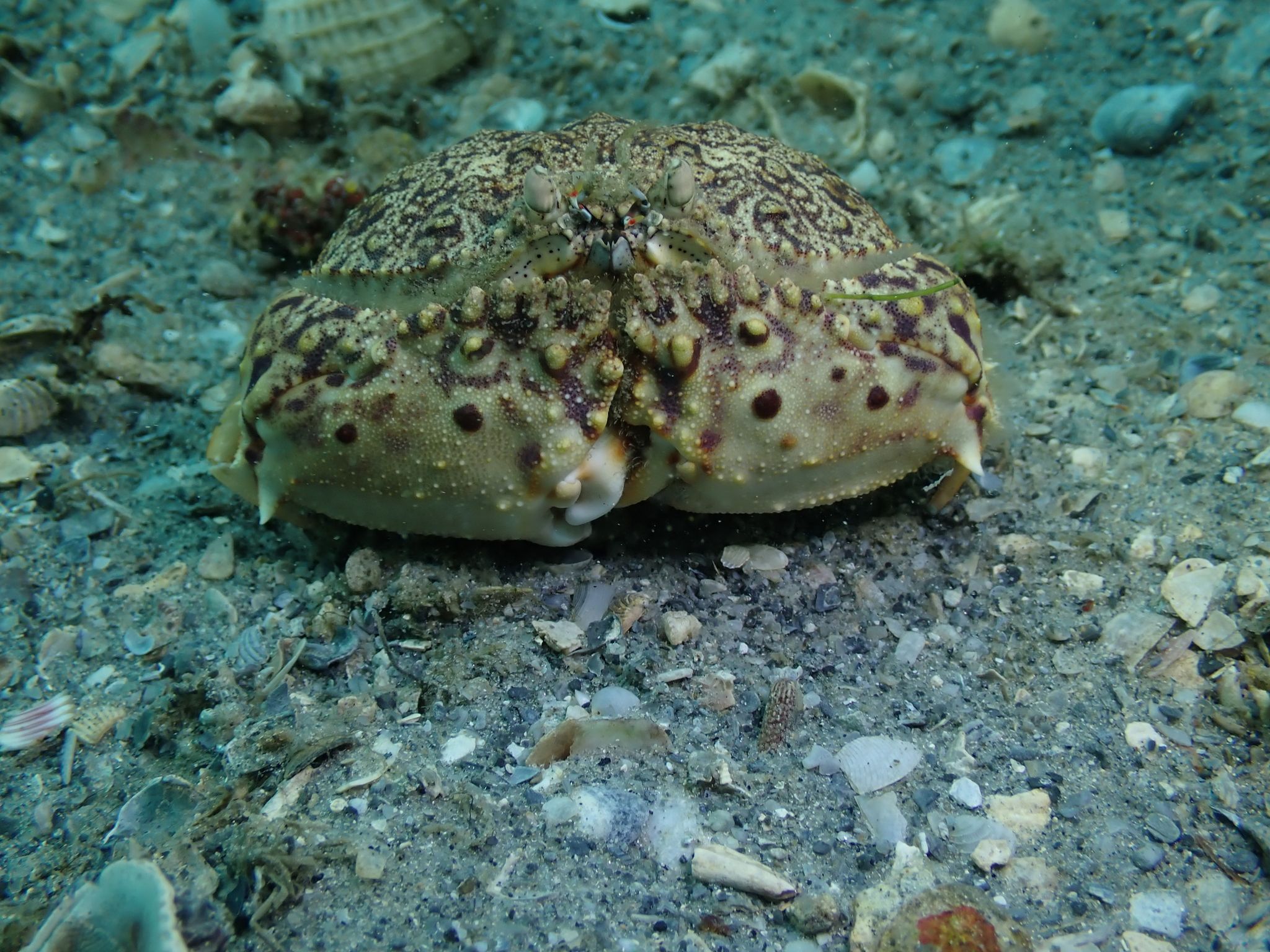 gbif image for Calappa flammea