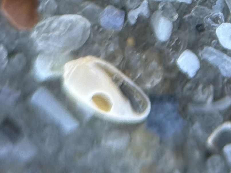 gbif image for Acteocina canaliculata