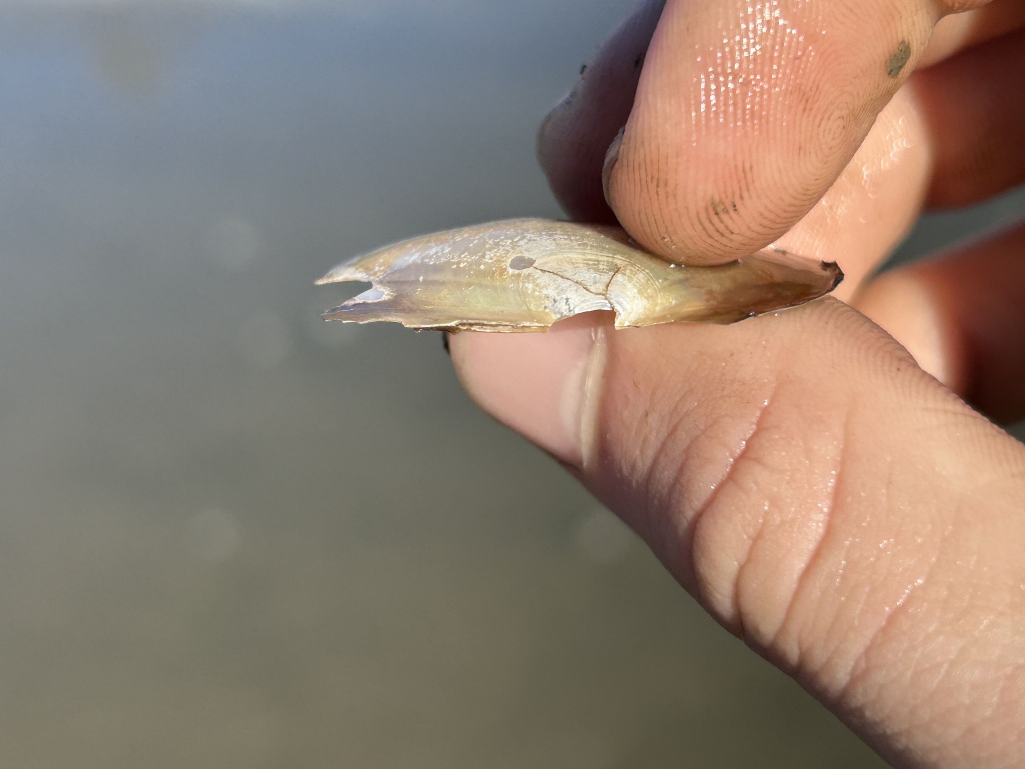 gbif image for Potamilus ohiensis