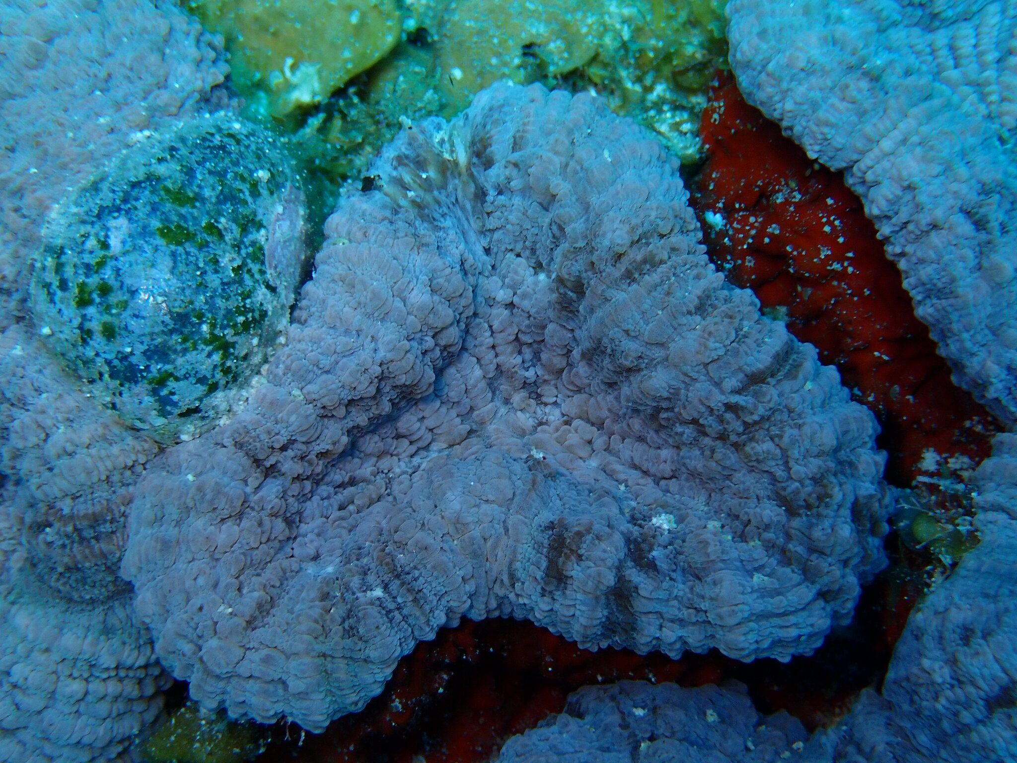 gbif image for Mussa angulosa