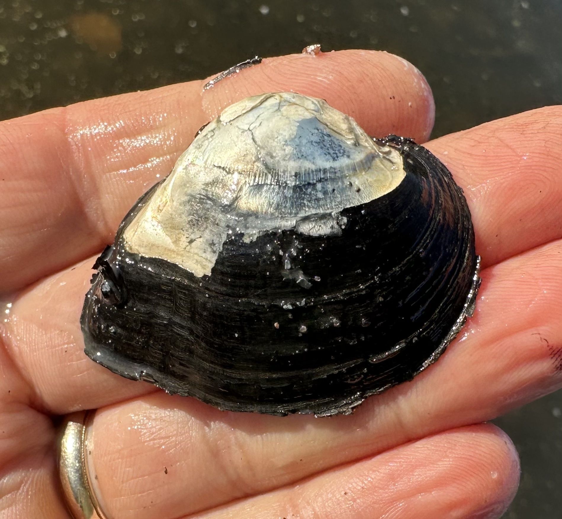 gbif image for Truncilla truncata