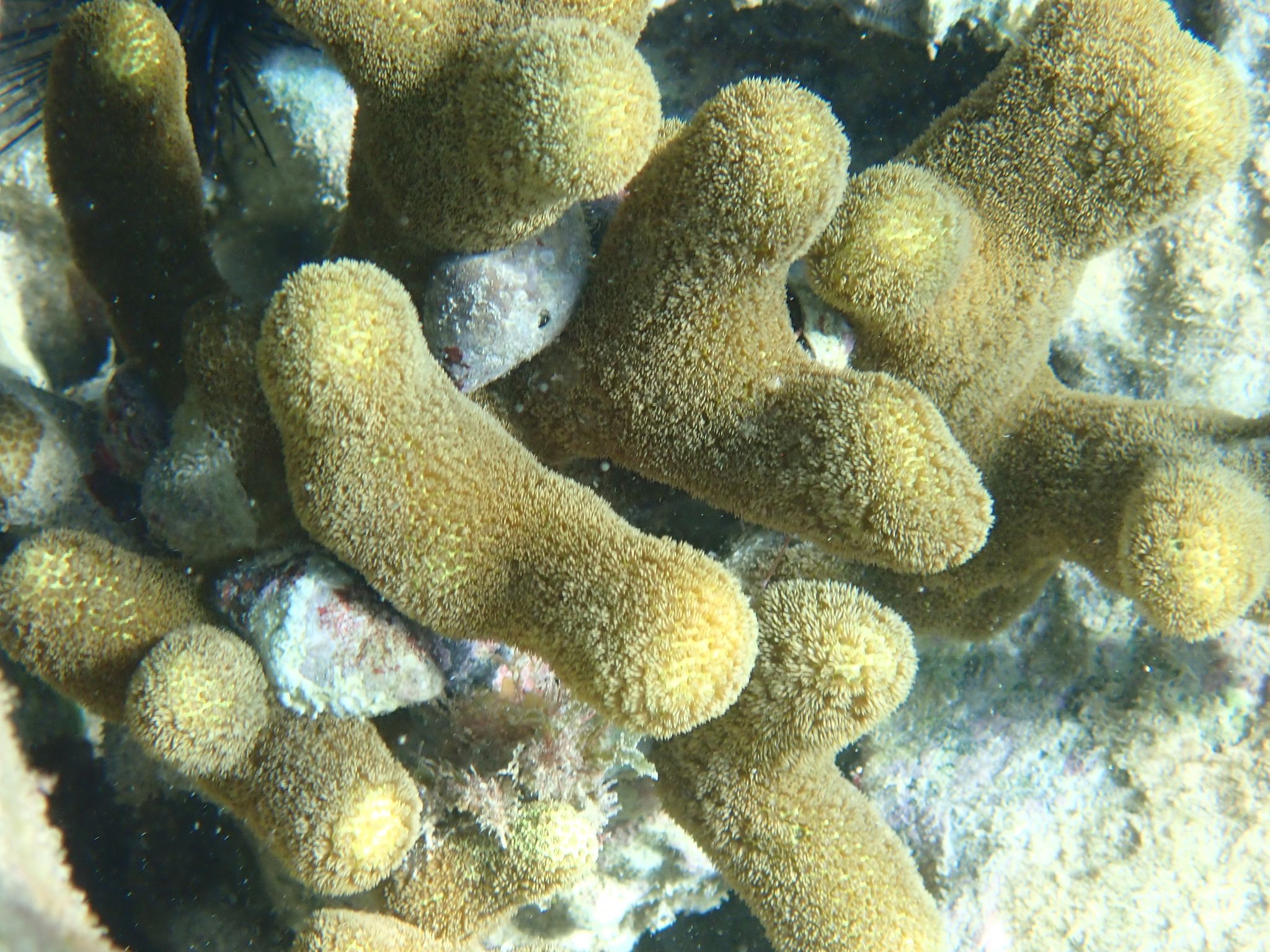 gbif image for Porites porites