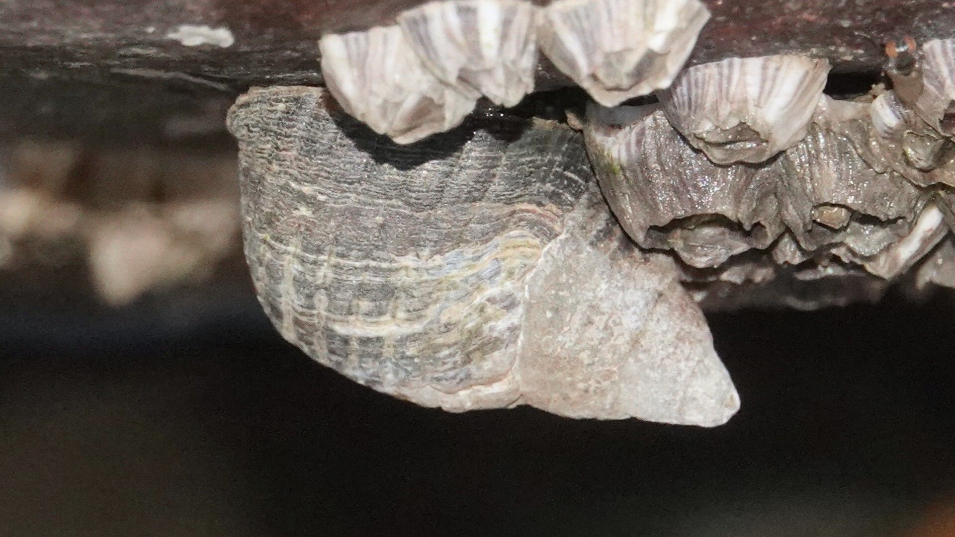 gbif image for Planaxis sulcatus