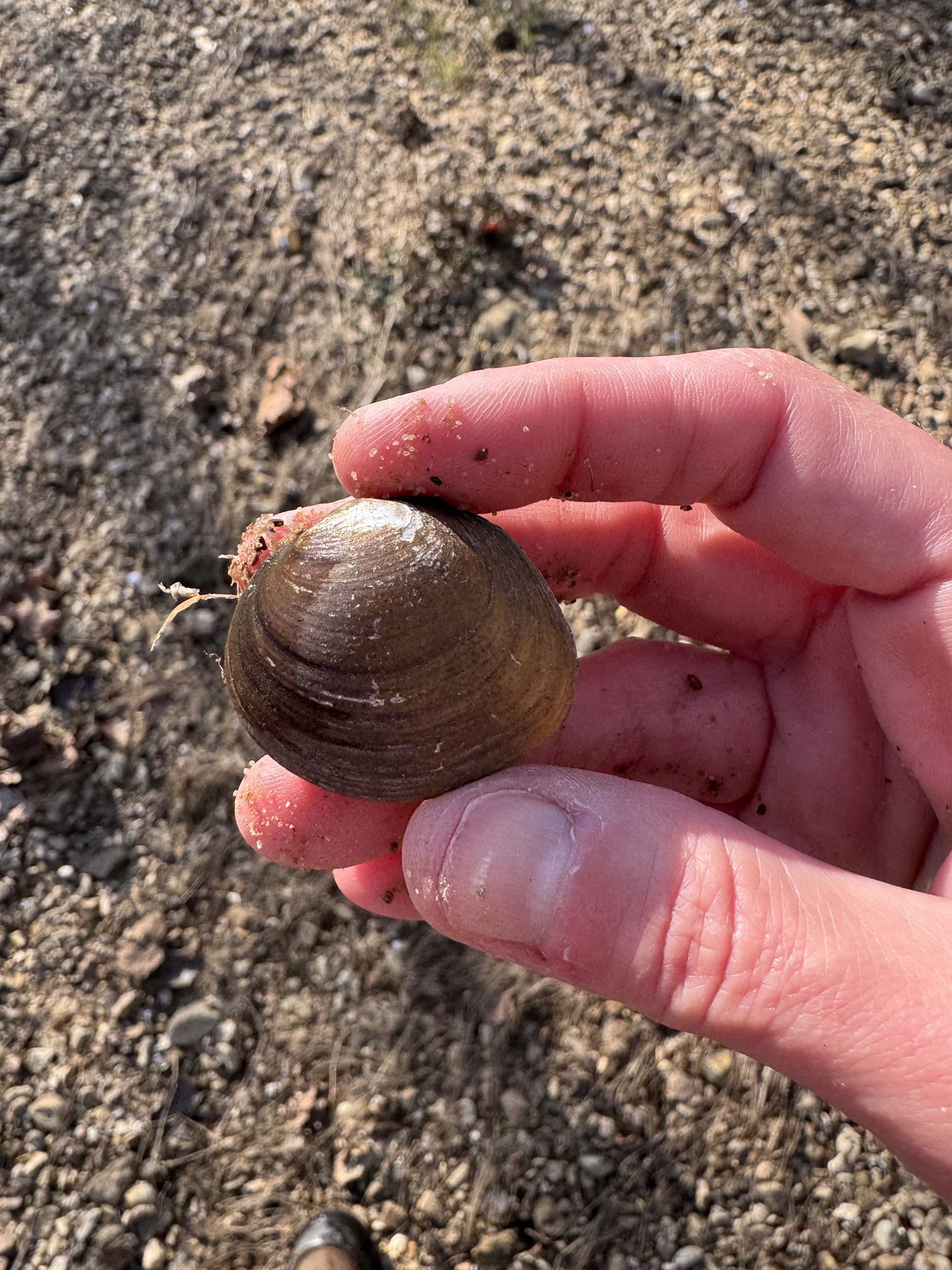 gbif image for Obovaria subrotunda