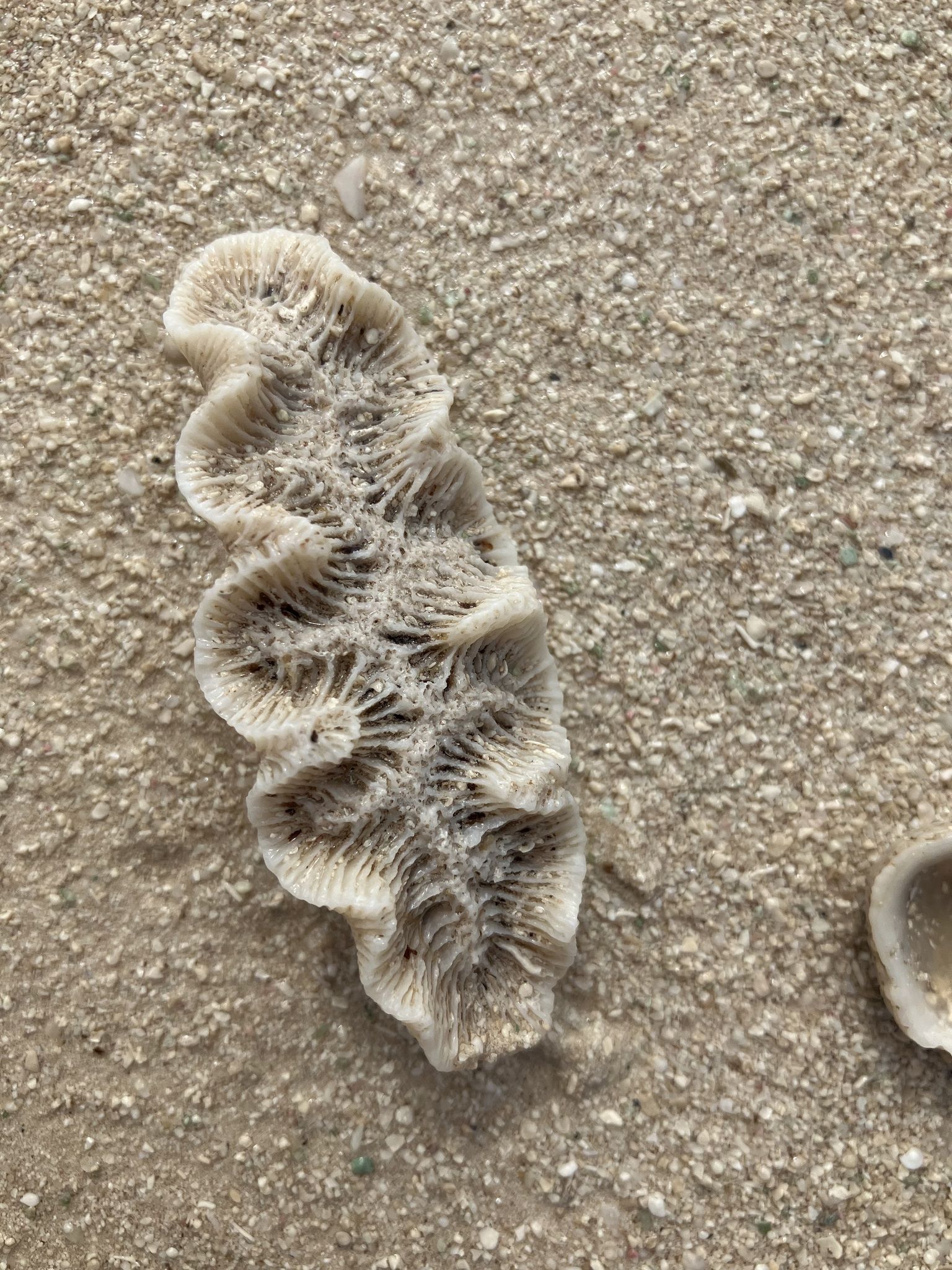 gbif image for Manicina areolata mayori