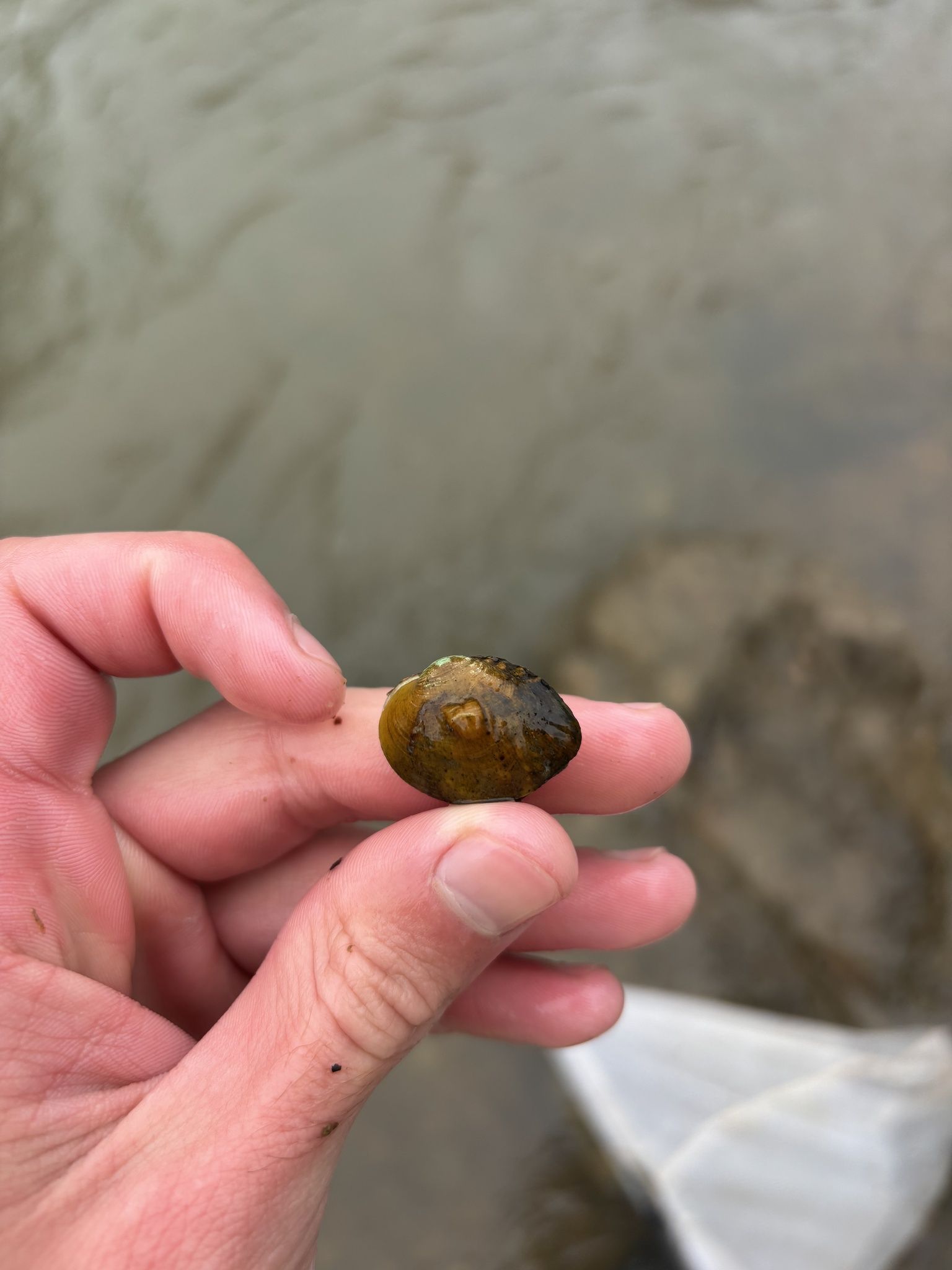 gbif image for Obliquaria reflexa