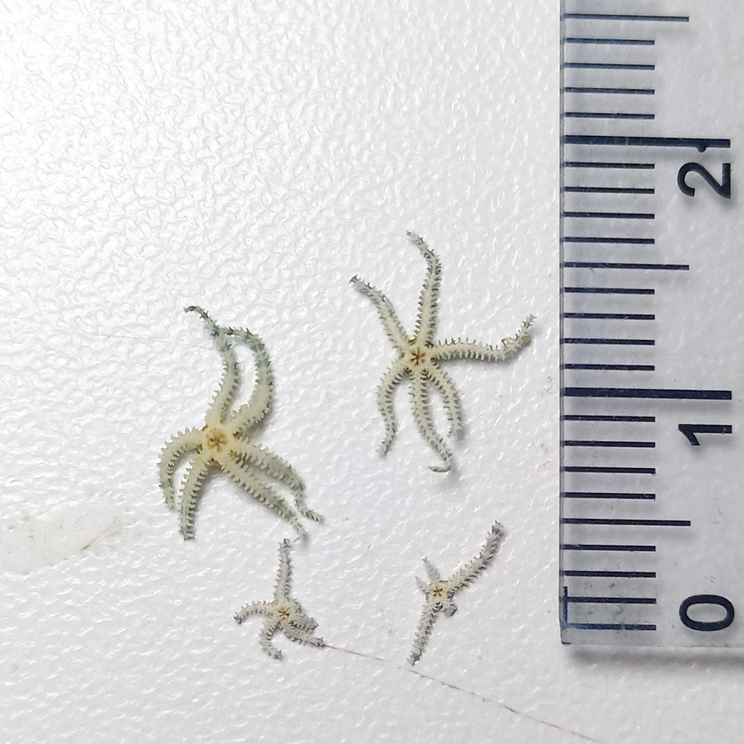 gbif image for Ophiactis brocki