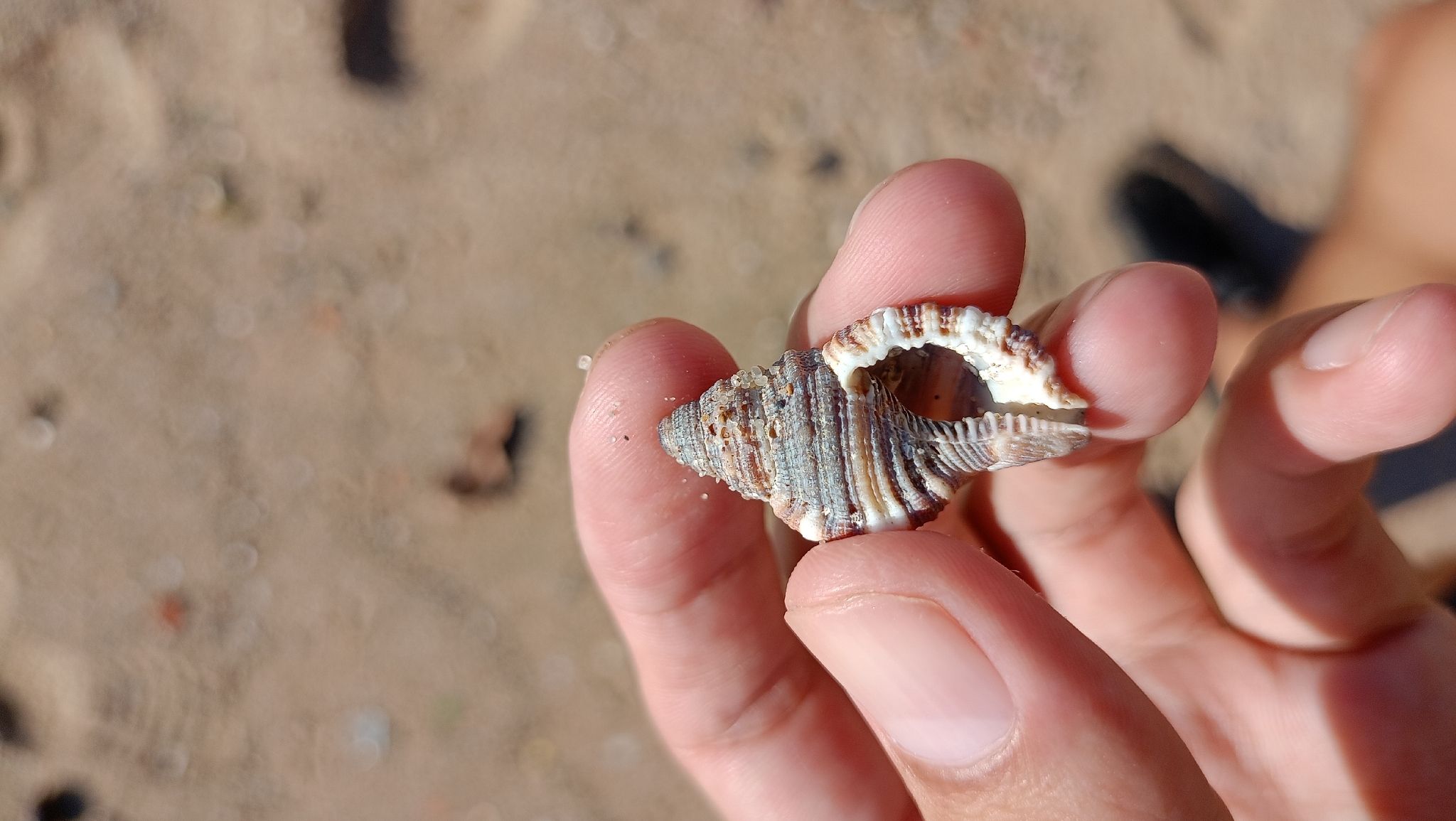 gbif image for Cymatium pileare