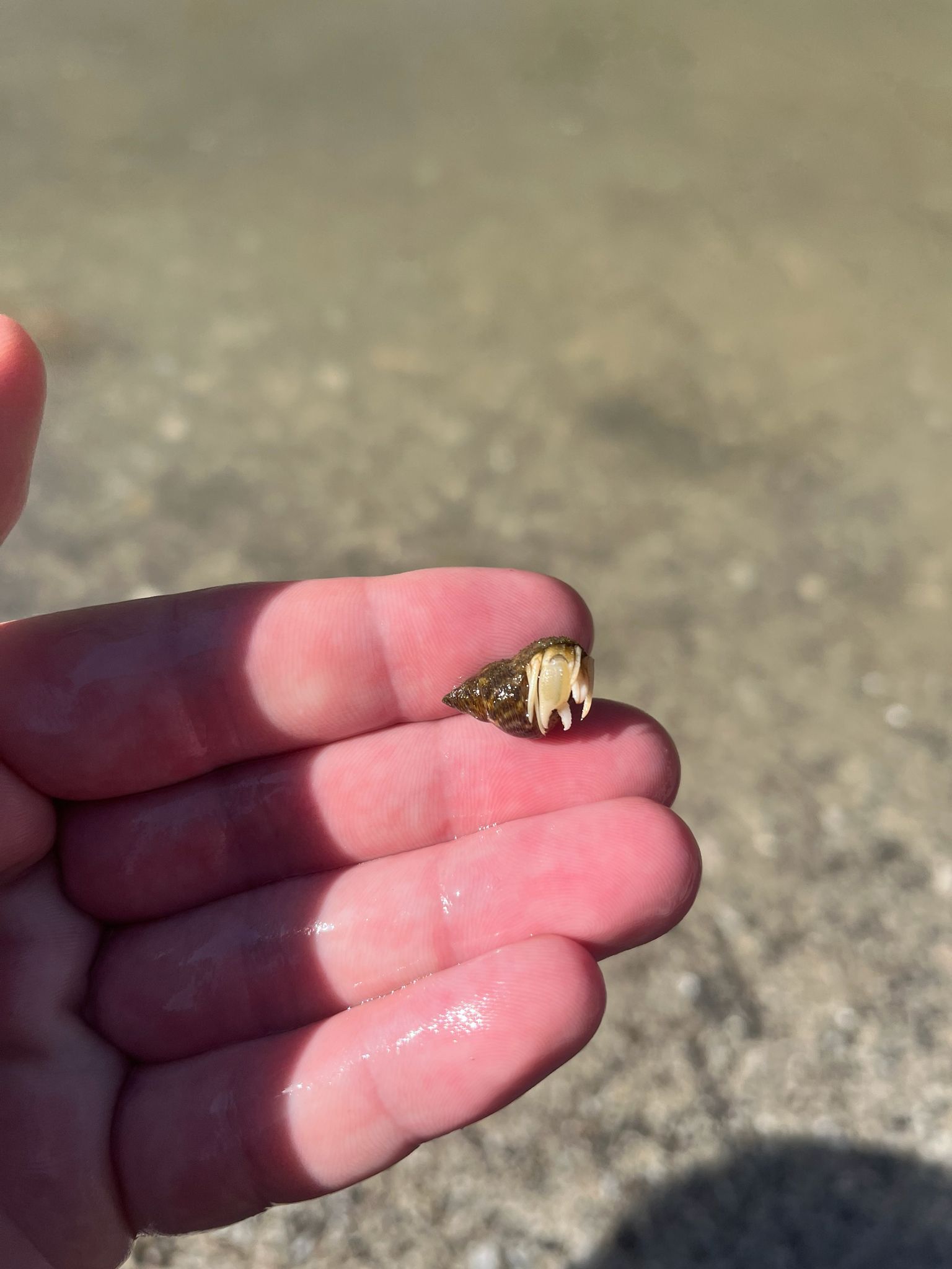 gbif image for Pagurus longicarpus