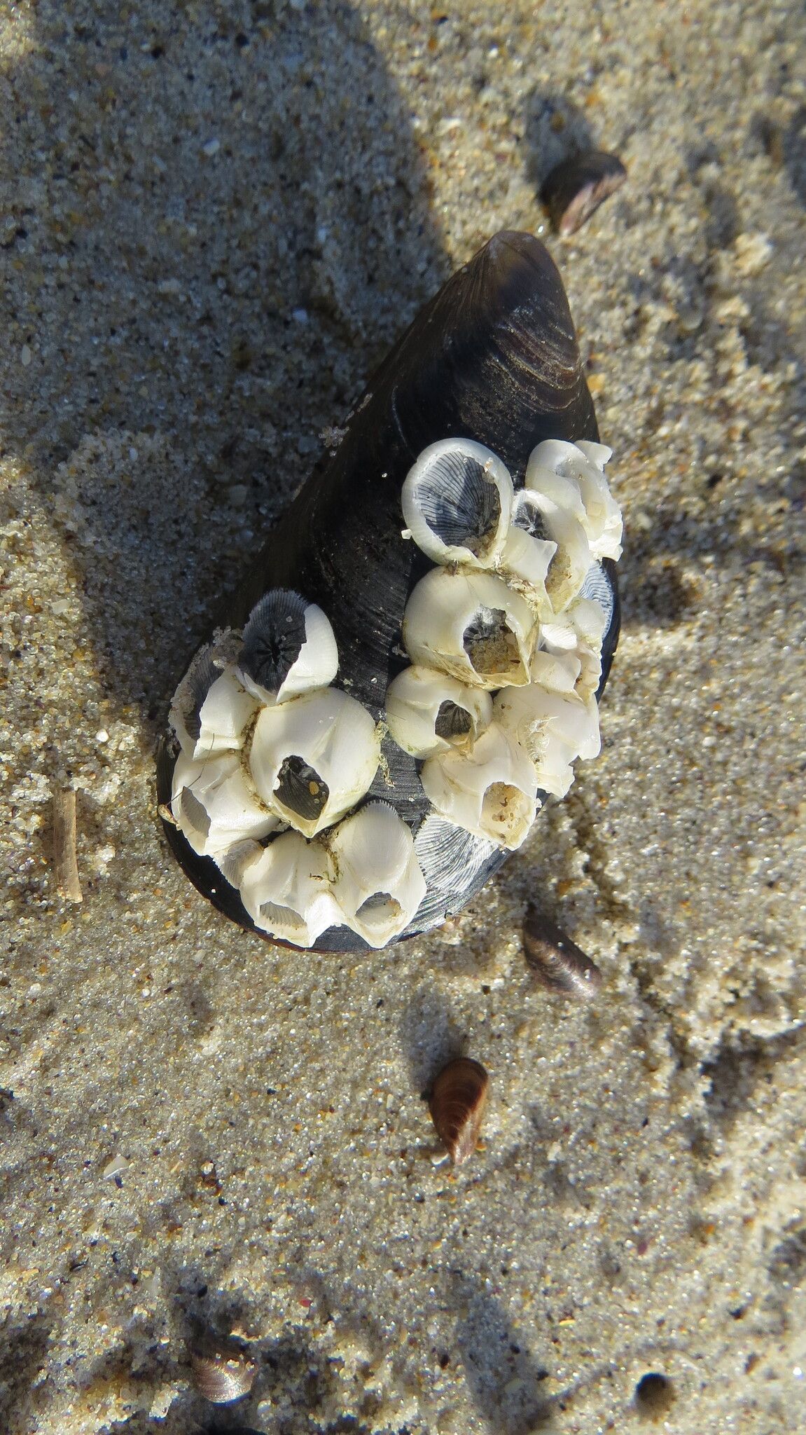 gbif image for Balanus improvisus