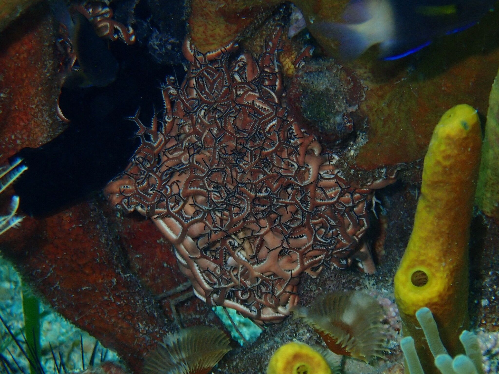 gbif image for Astrophyton muricatum