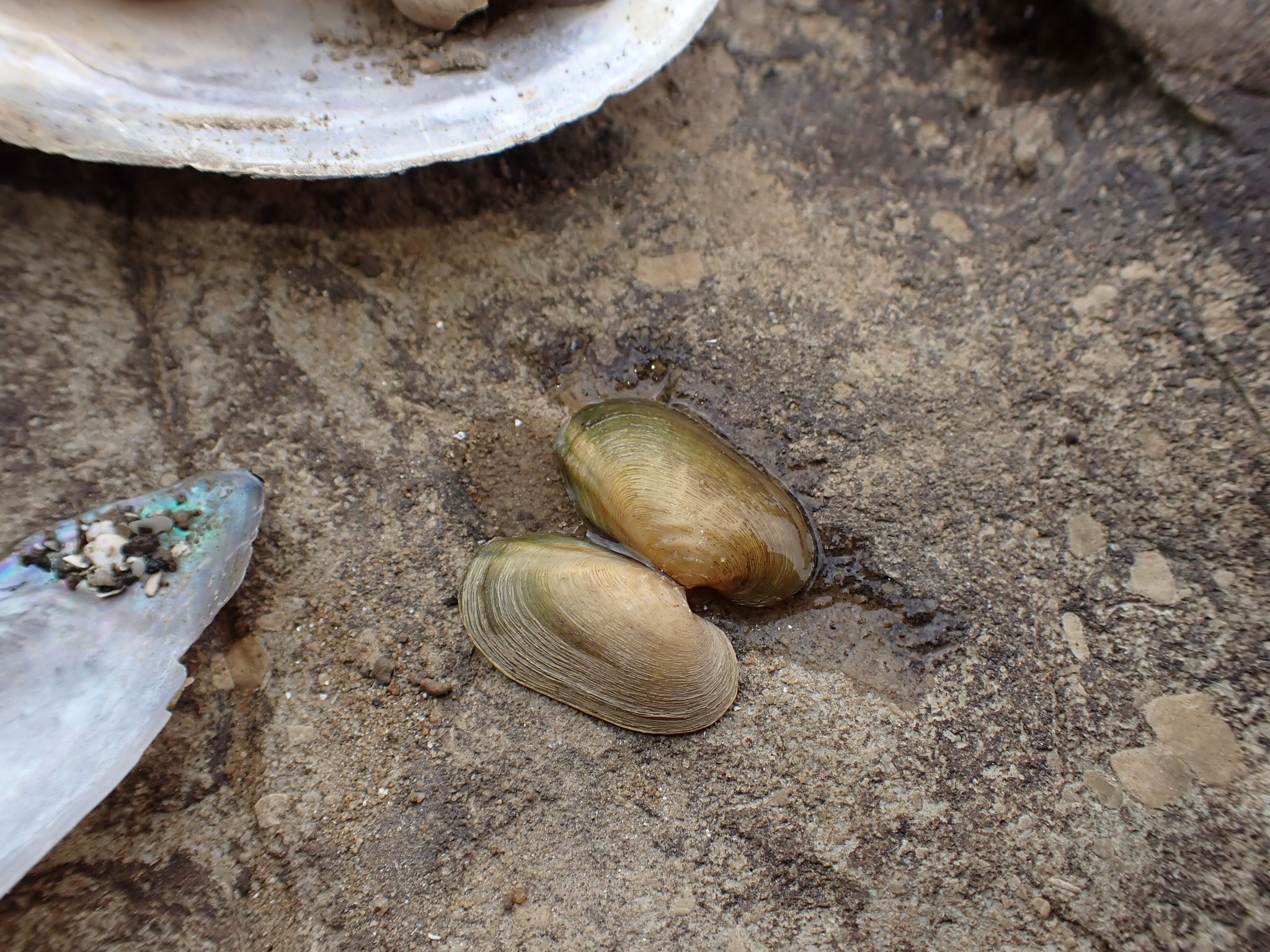 gbif image for Toxolasma parvus