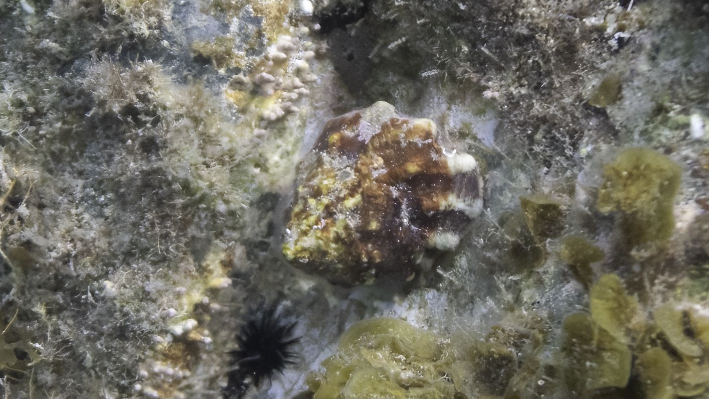 gbif image for Astraea tuber