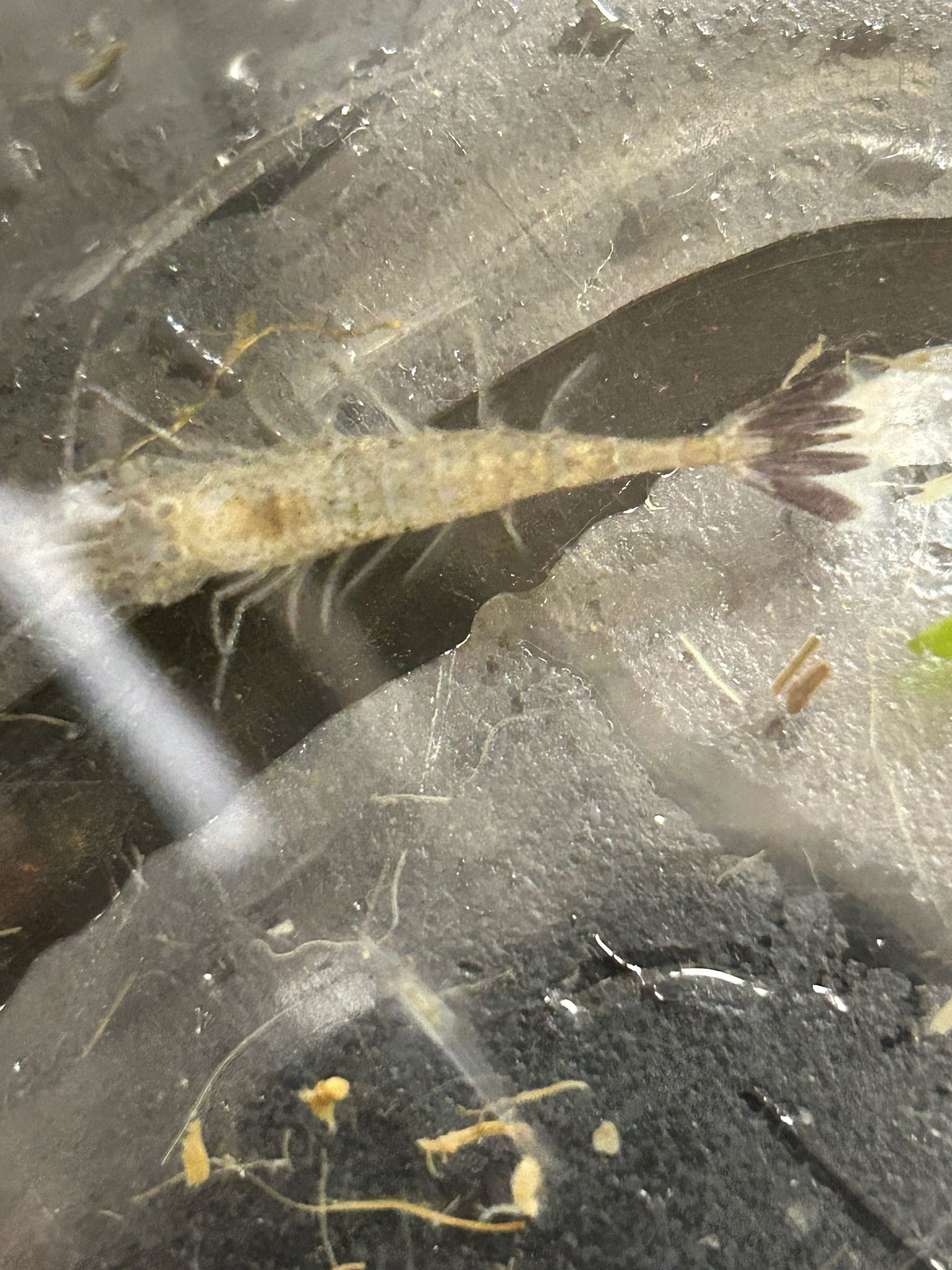 gbif image for Crangon septemspinosa