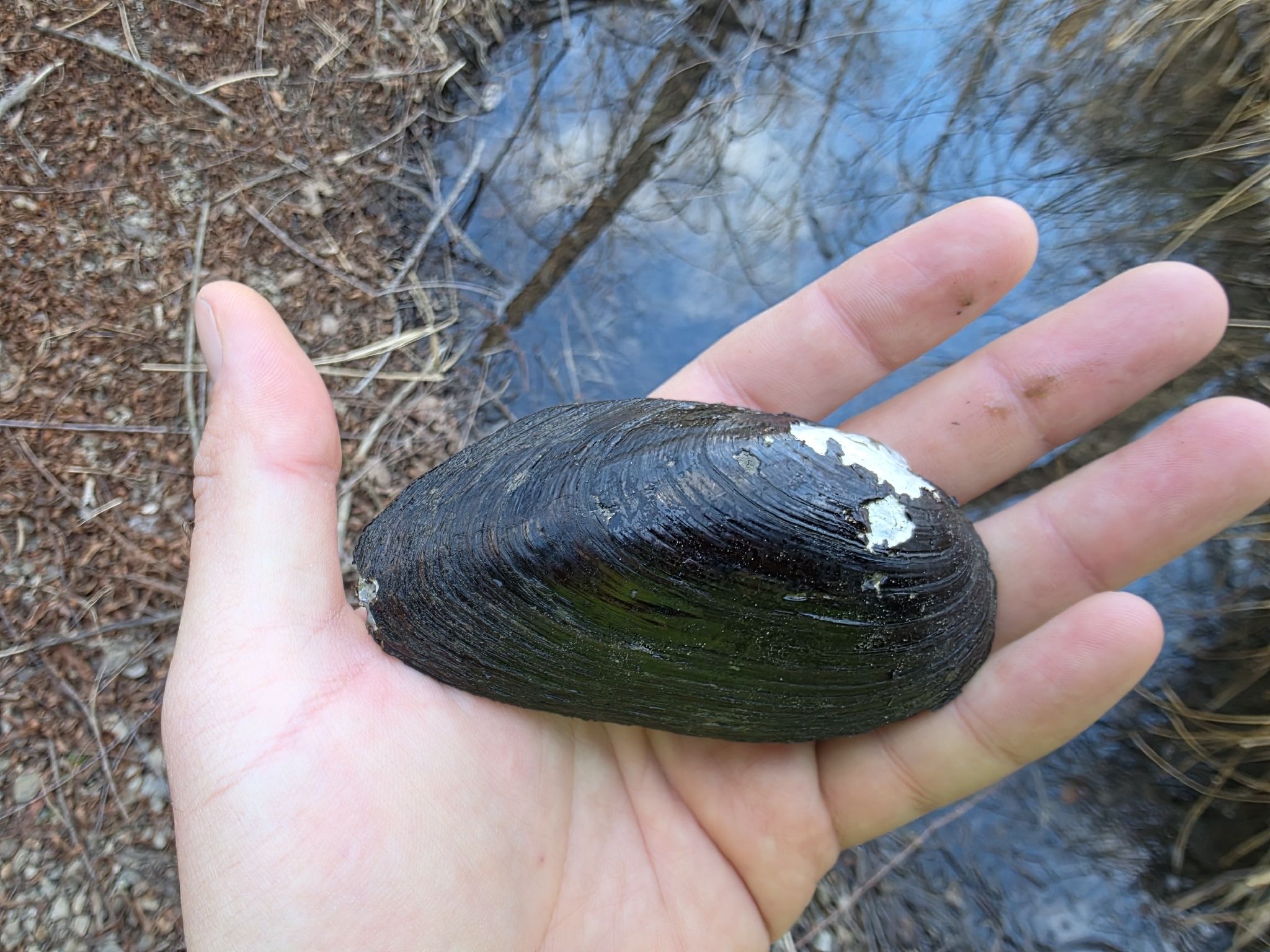 gbif image for Uniomerus tetralasmus