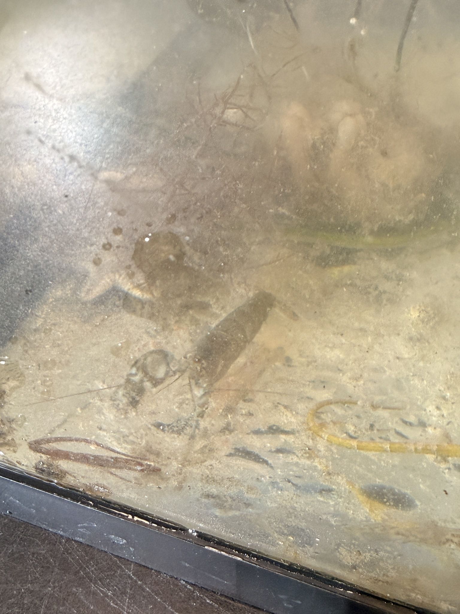 gbif image for Alpheus heterochaelis