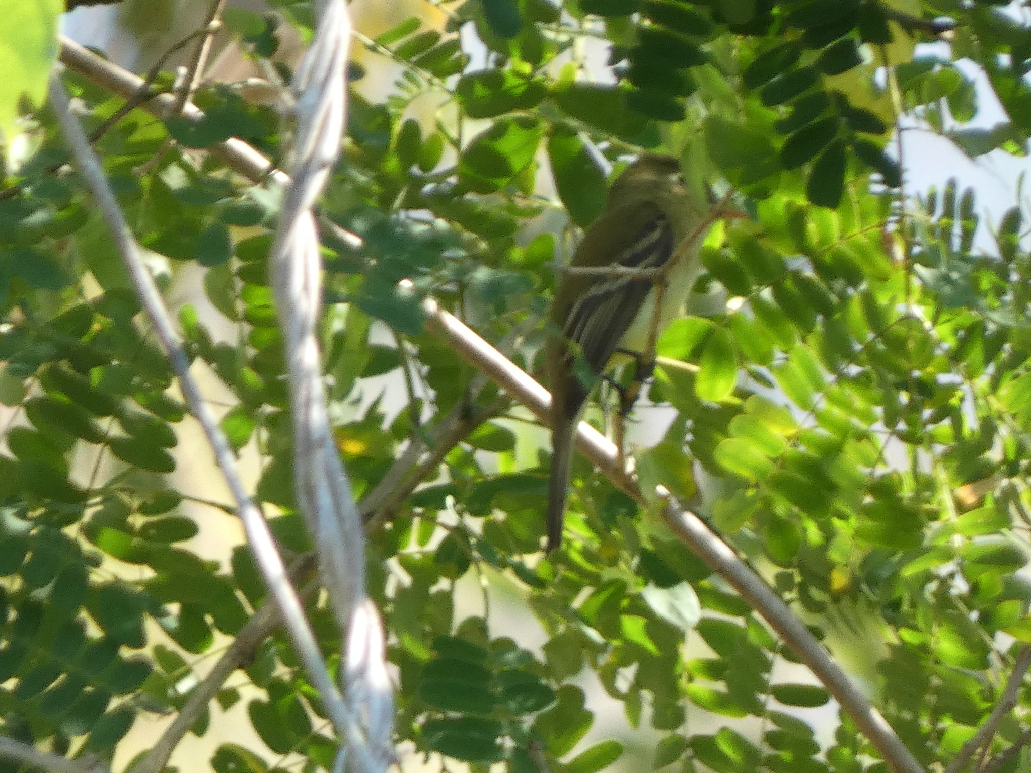 gbif image for Empidonax difficilis