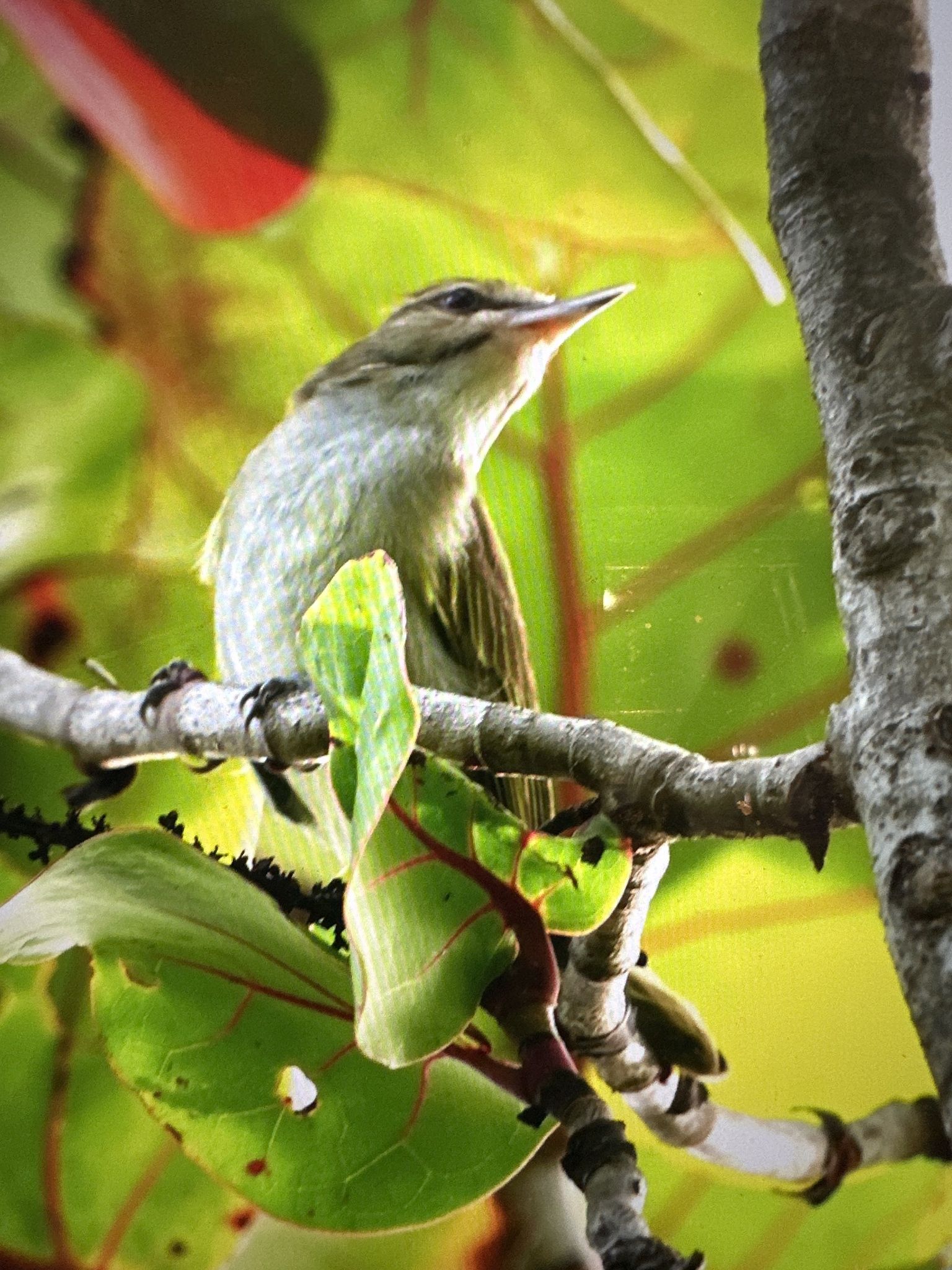 gbif image for Vireo altiloquus