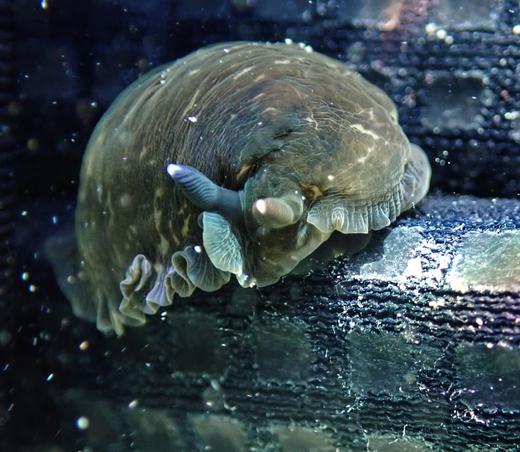 gbif image for Dendrodoris krebsii