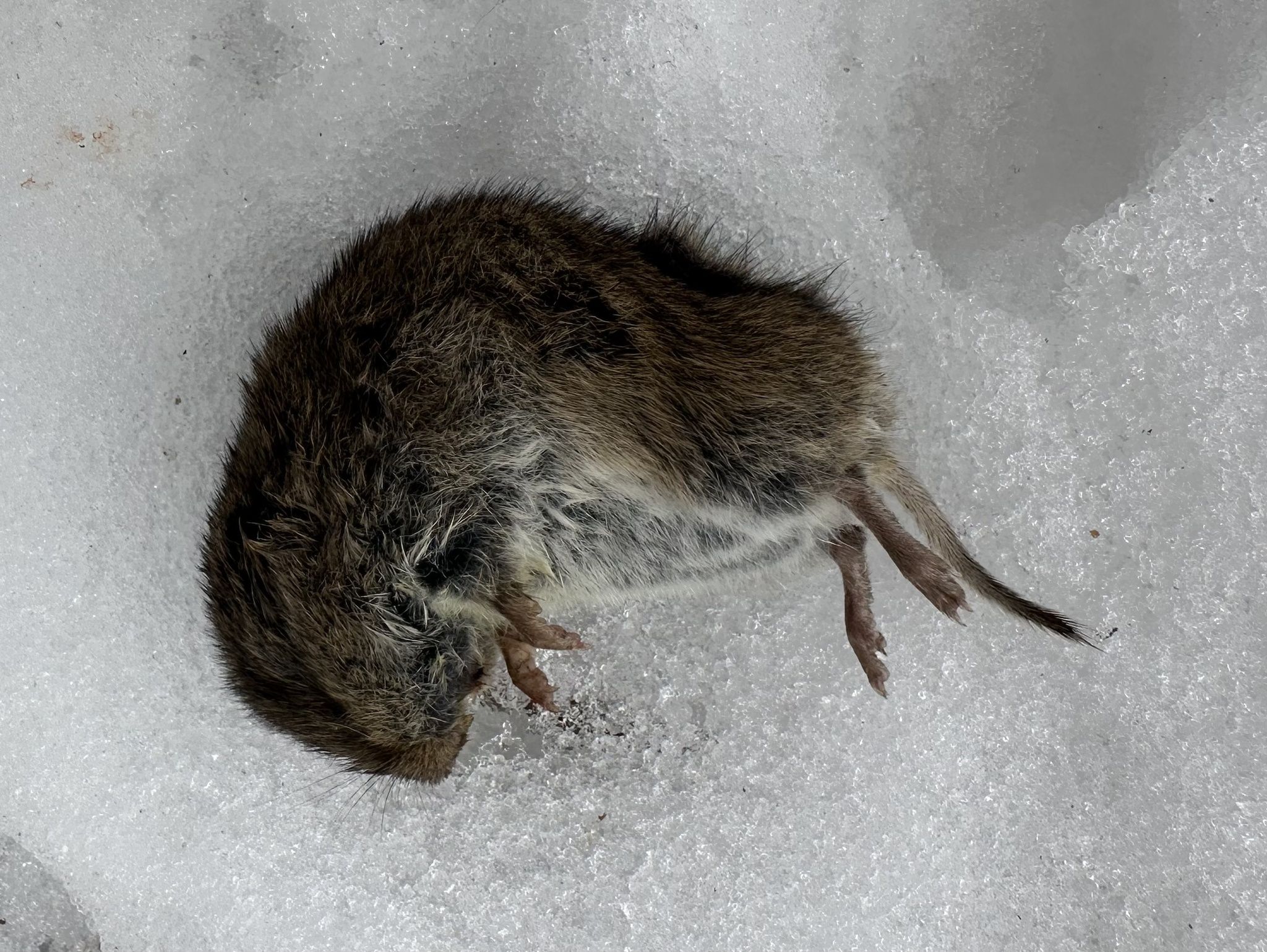 gbif image for Microtus pennsylvanicus