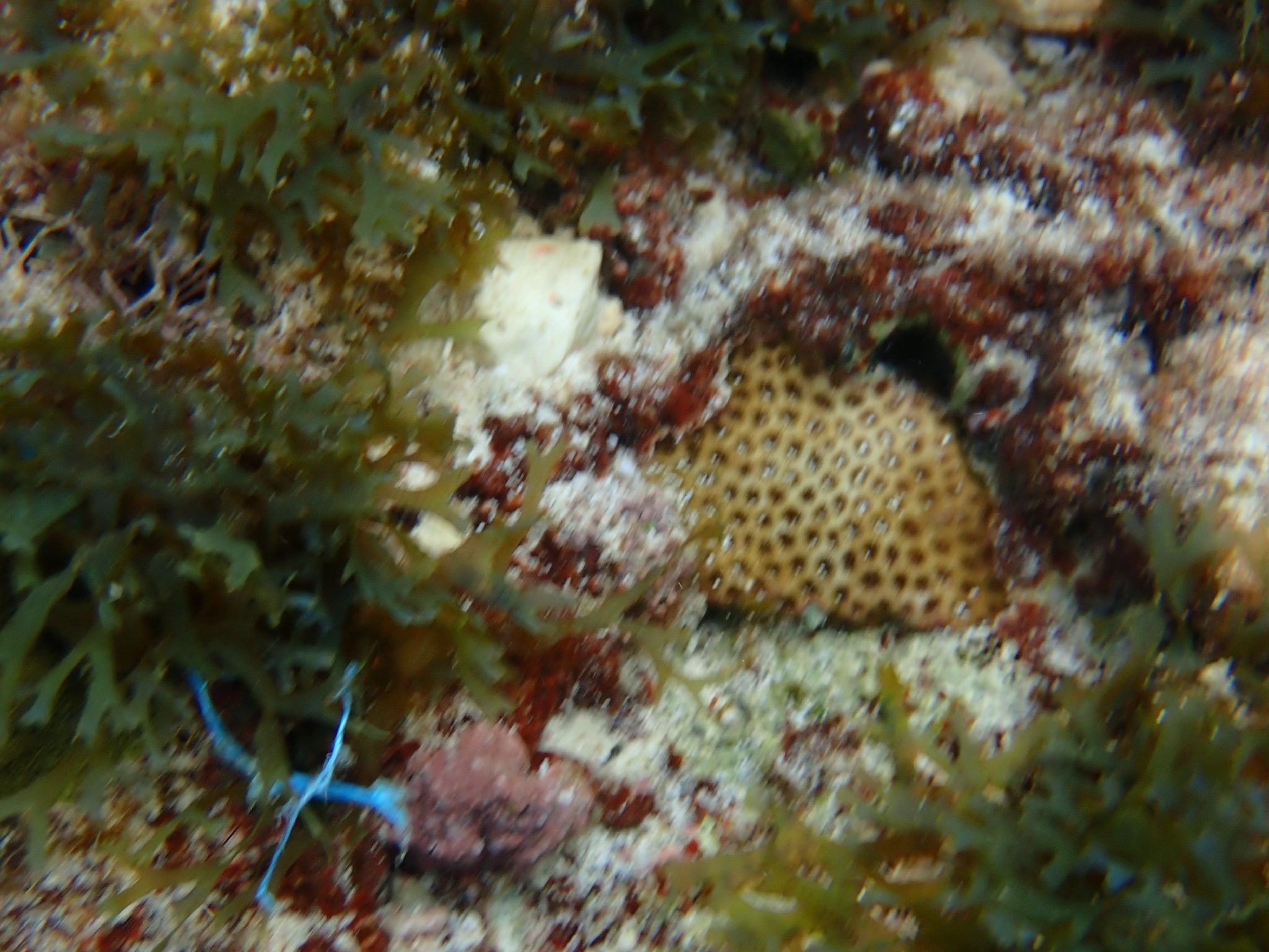 gbif image for Siderastrea radians